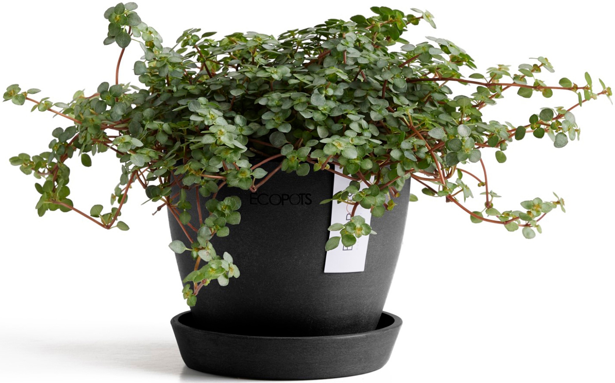ECOPOTS Blumentopf »Antwerp Mini 11 Dunkelgrau«, für den Innenbereich