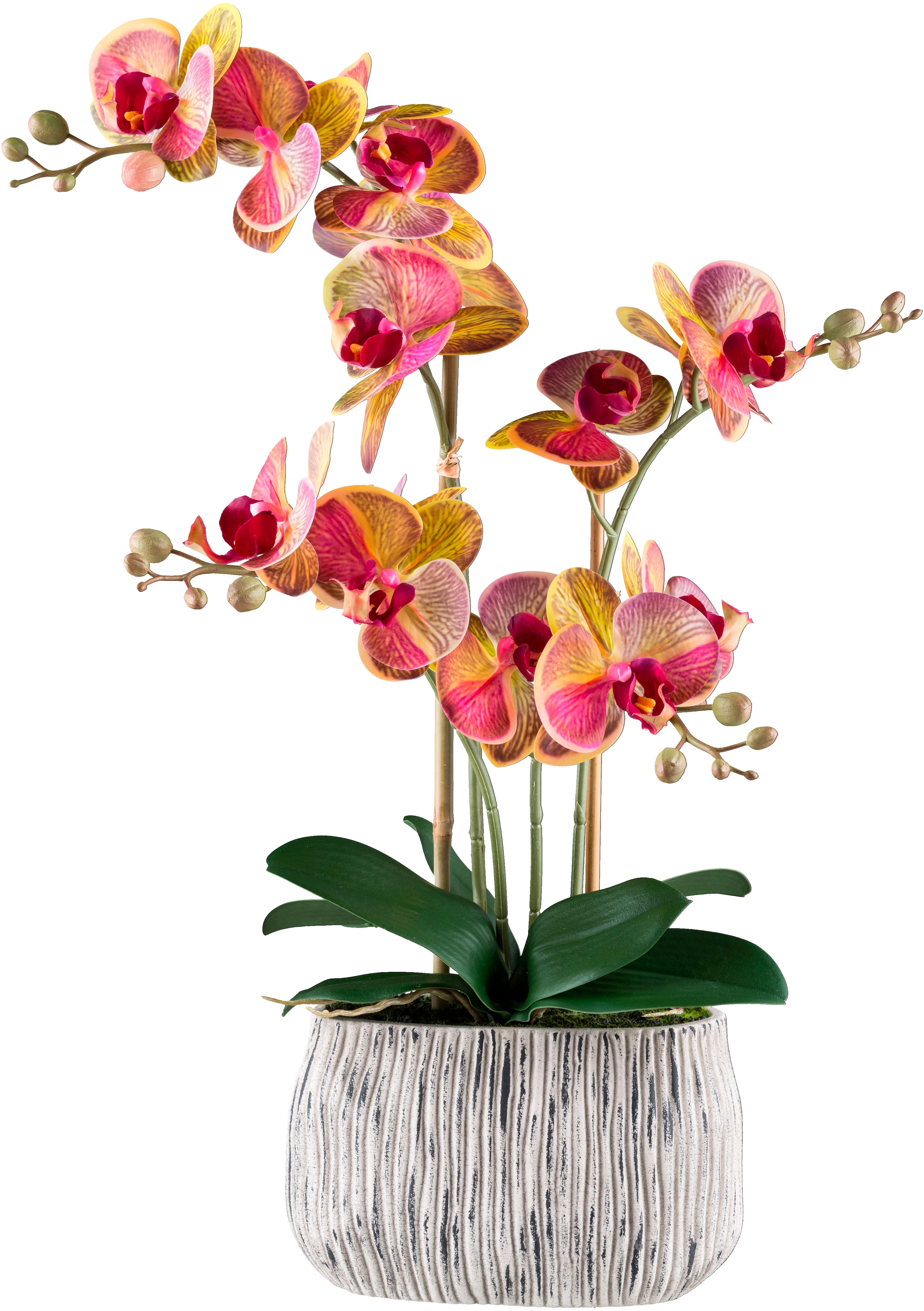 Creativ green Kunstorchidee »Orchidee Phalaenopsis«, mit außergewöhnlicher günstig online kaufen
