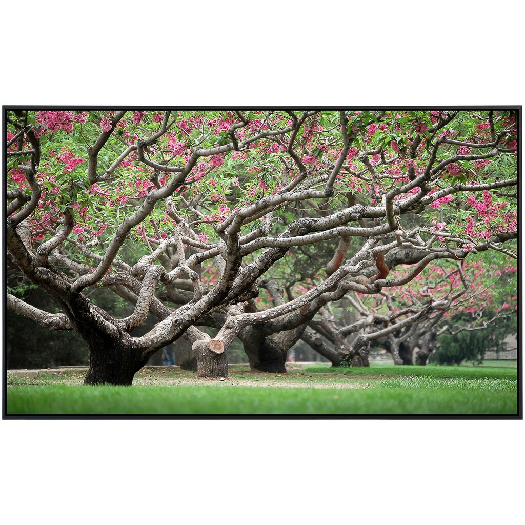 Papermoon Infrarotheizung »Frühlingspfirsichbäume«
