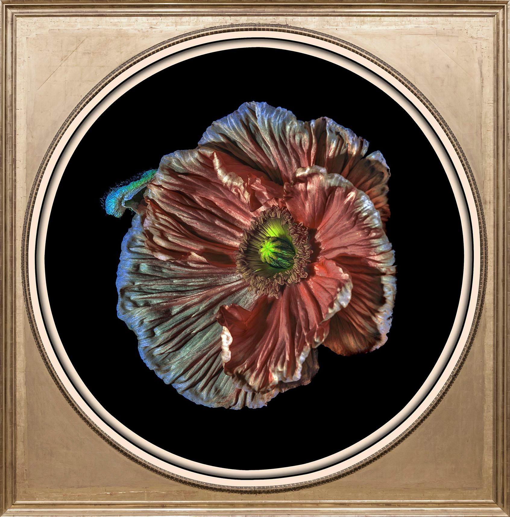 queence Acrylglasbild »Blüte«, Blumen-Blumenbilder-Kunst-Pflanzen-Pflanzenb günstig online kaufen