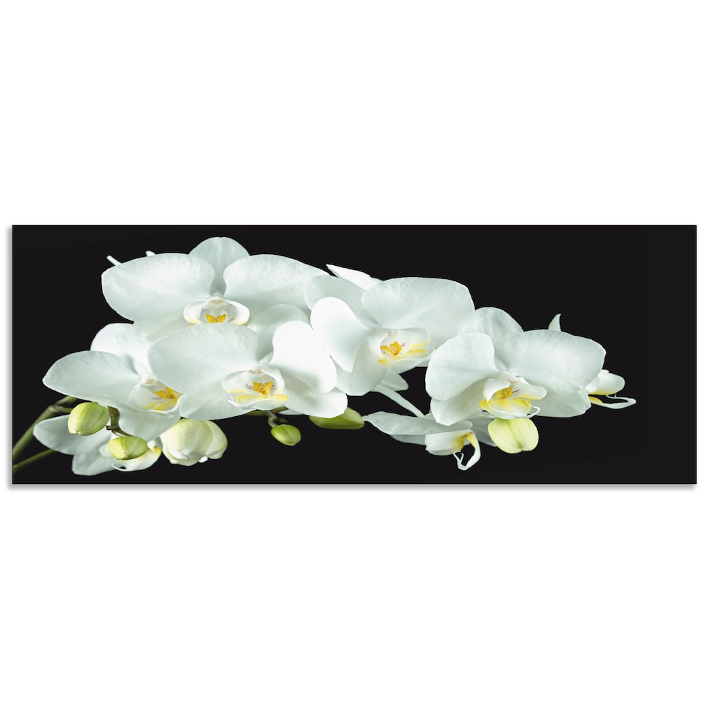 Artland Küchenrückwand »Weiße Orchidee auf schwarzem Hintergrund«, (1 tlg.)