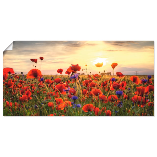 Artland Wandbild »Mohnblumen«, Blumen, (1 St.), als Alubild, Leinwandbild,  Wandaufkleber oder Poster in versch. Größen auf Raten kaufen