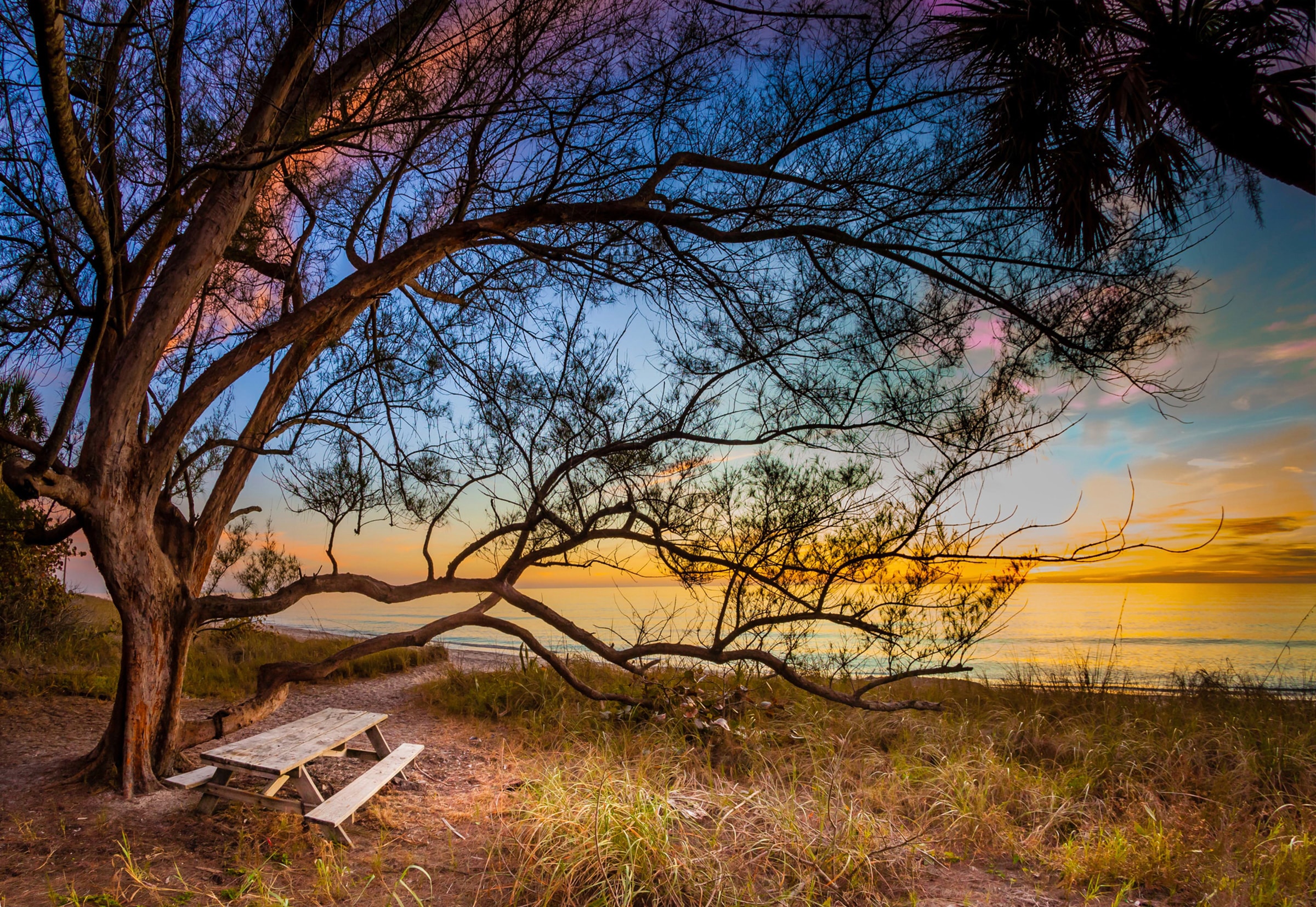 Papermoon Fototapete »BAUM AM STRAND-MEER OZEAN BLUMEN SONNE WIESE FLORIDA« günstig online kaufen