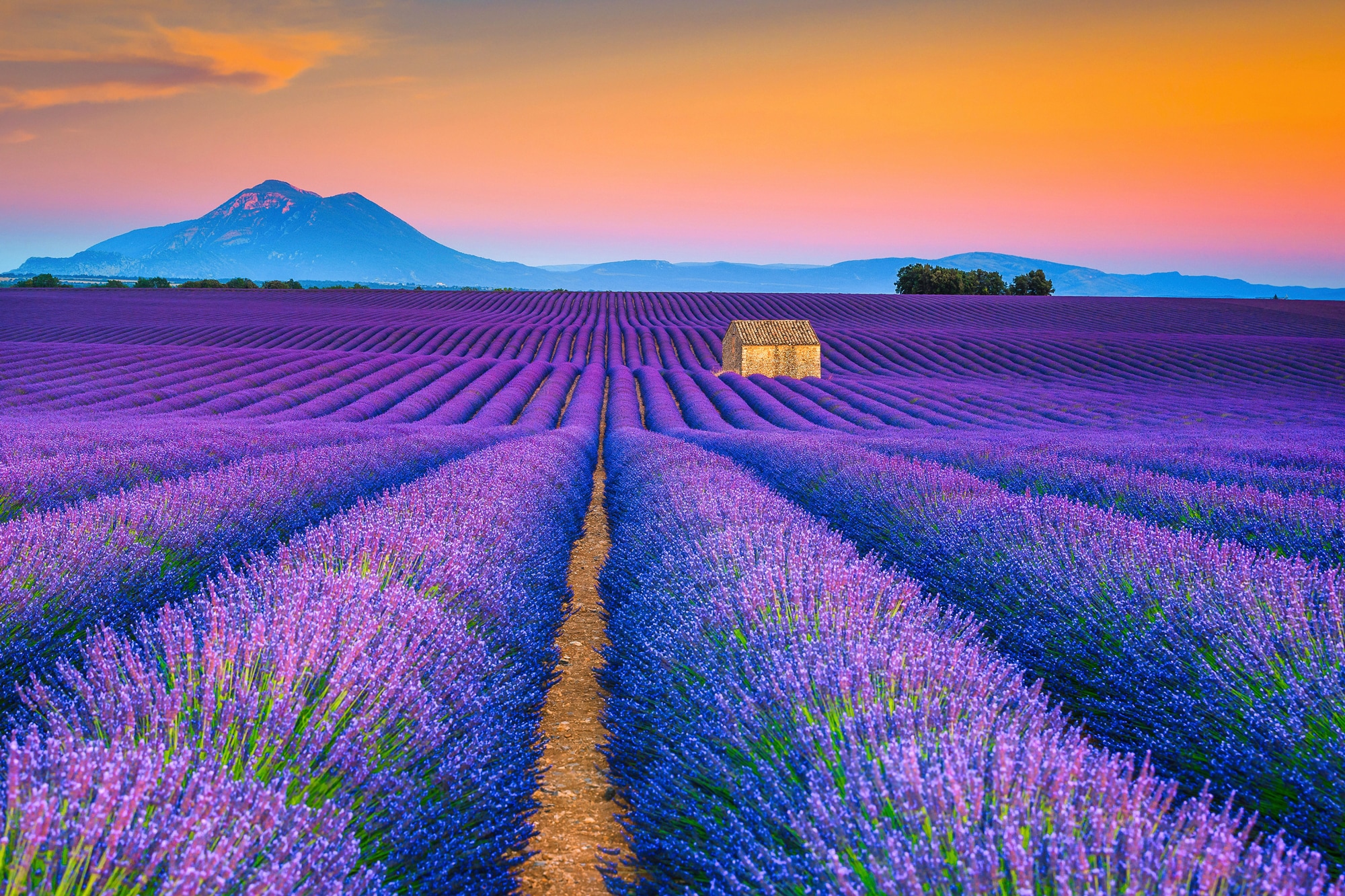 Papermoon Fototapete »LAVENDEL-FELD-PROVENCE WIESE GEBIRGE BLUMEN SONNE WAL günstig online kaufen