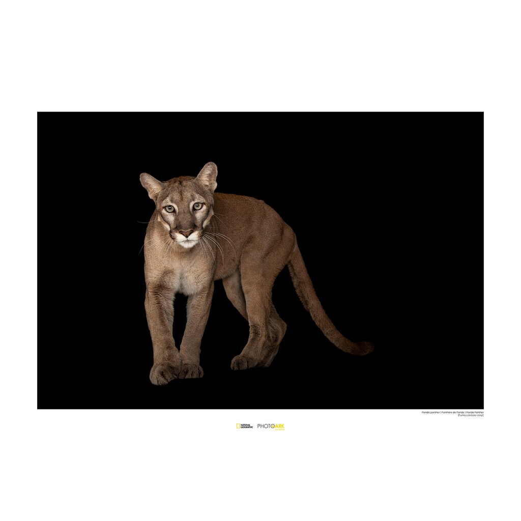 Komar Poster »Florida Panther«, Tiere