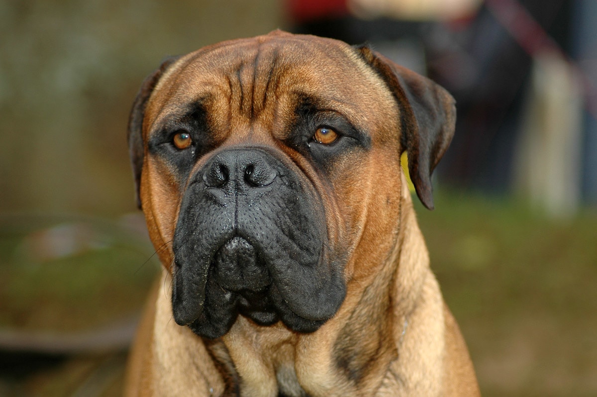 Papermoon Fototapete »Bullmastiff-Porträt« günstig online kaufen