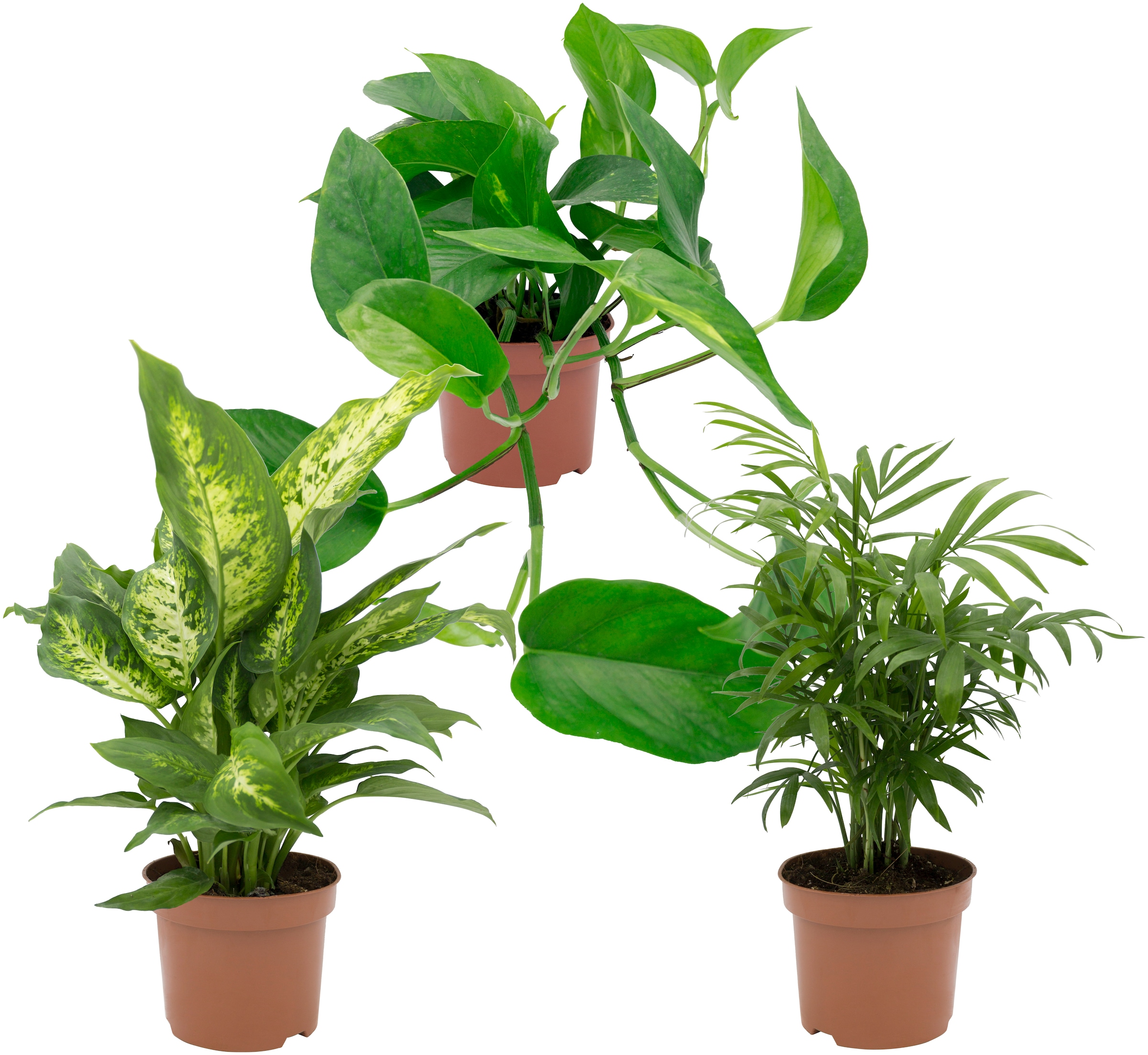 Dominik Zimmerpflanze »Grünpflanzen-Set«, (3 3 Pflanzen St.), Höhe: online cm, bestellen 30