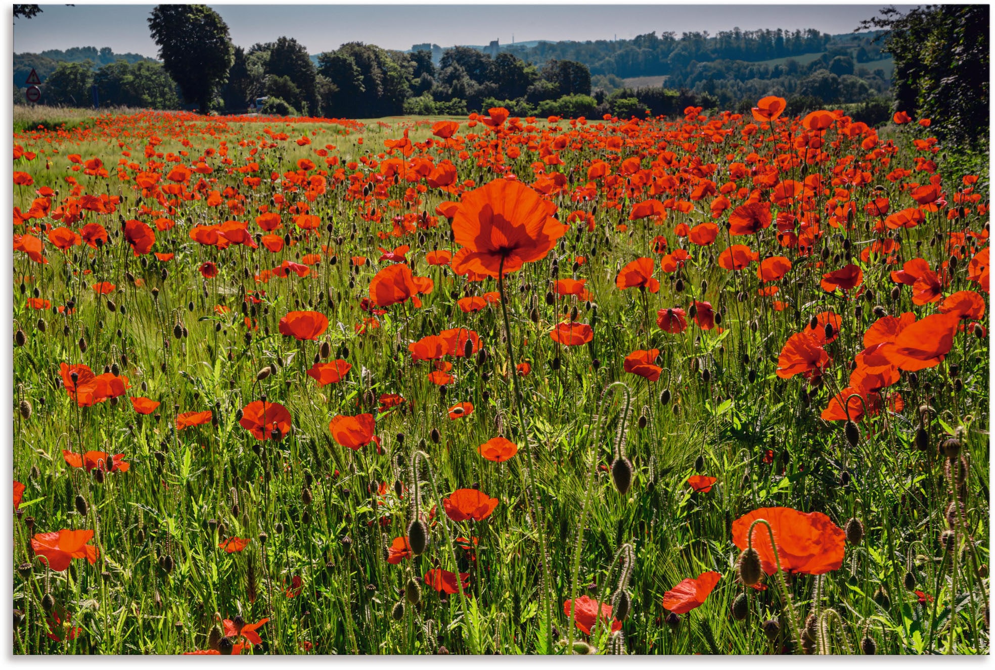 Artland Alu-Dibond-Druck »Mohnblumenwiese II«, Blumenwiese, (1 St.), für In günstig online kaufen