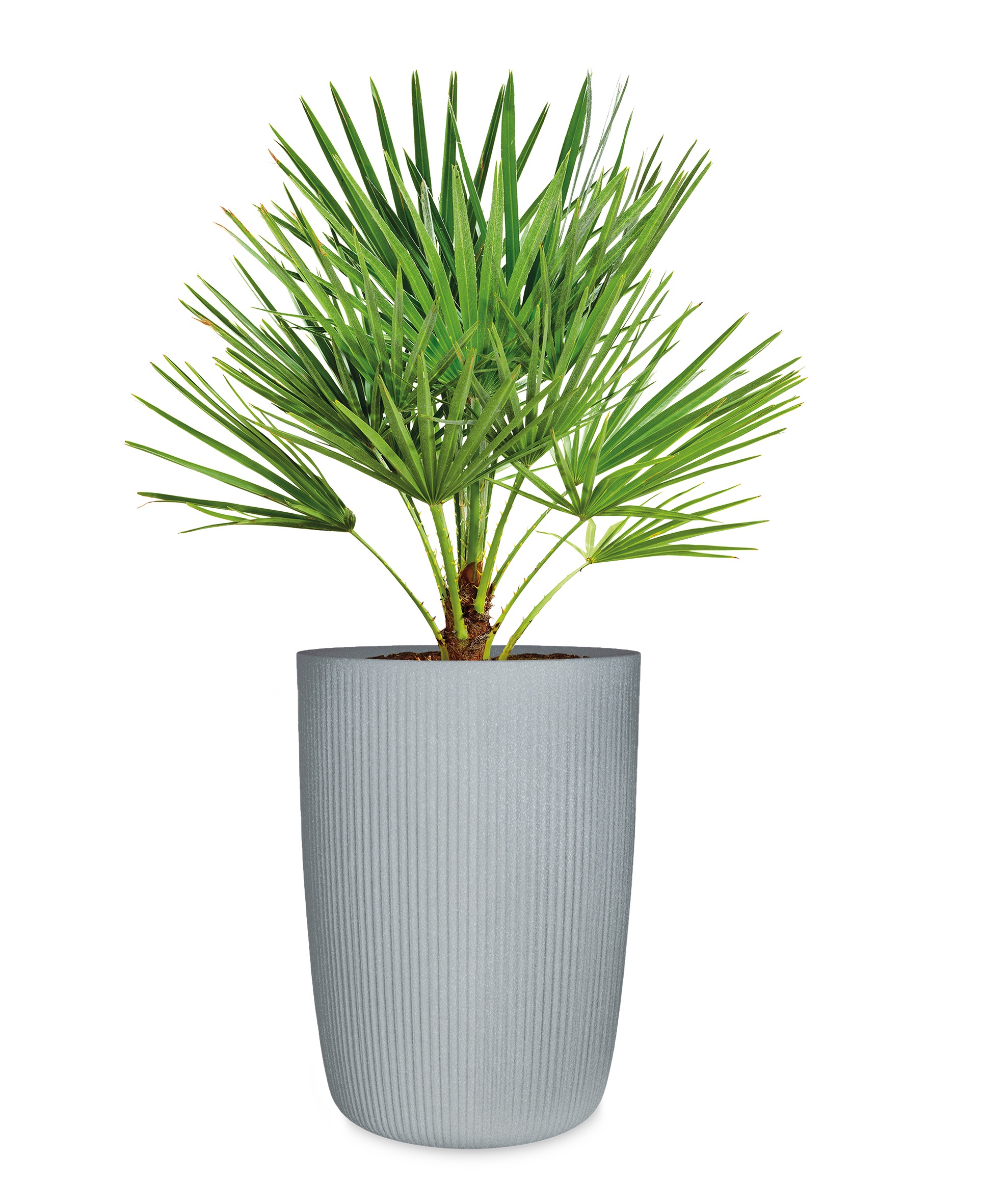 Scheurich Übertopf »40/260 LINETTO HIGH« Hochgefäß/Pflanzgefäß aus Kunststo günstig online kaufen