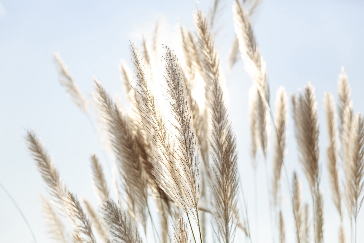 A.S. Création Vliestapete »Pampasgras-Tapete Hellblau Beige Fototapete Boho günstig online kaufen