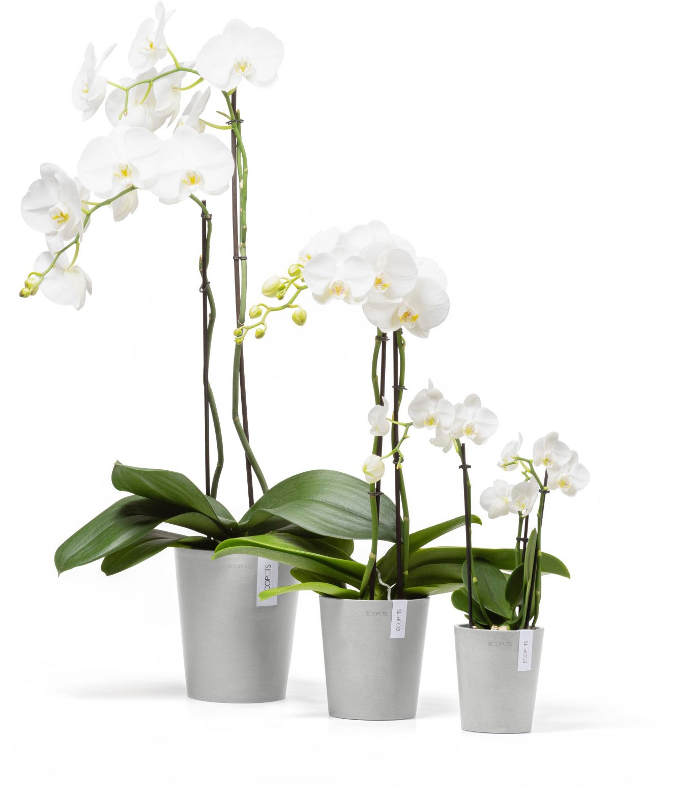 ECOPOTS Blumentopf »Morinda Orchidee 17 Weißgrau« für den Innenbereich
