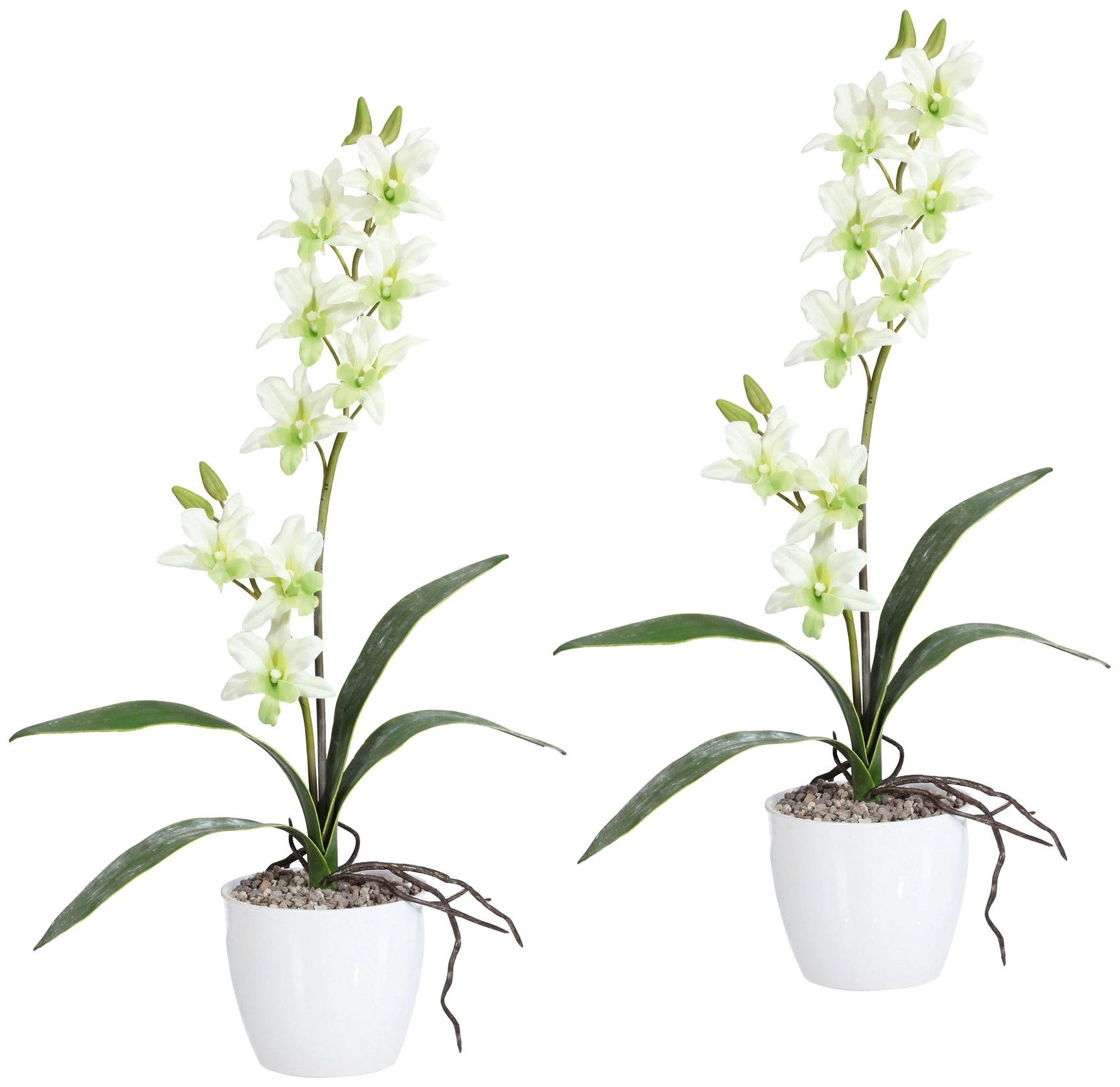 »Orchidee bestellen green Kunstpflanze Creativ online Keramiktopf im Dendrobie«,
