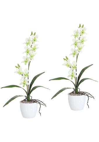 Creativ green Kunstpflanze »Orchidee Dendrobie«, (Set, 2 St.), im Keramiktopf kaufen
