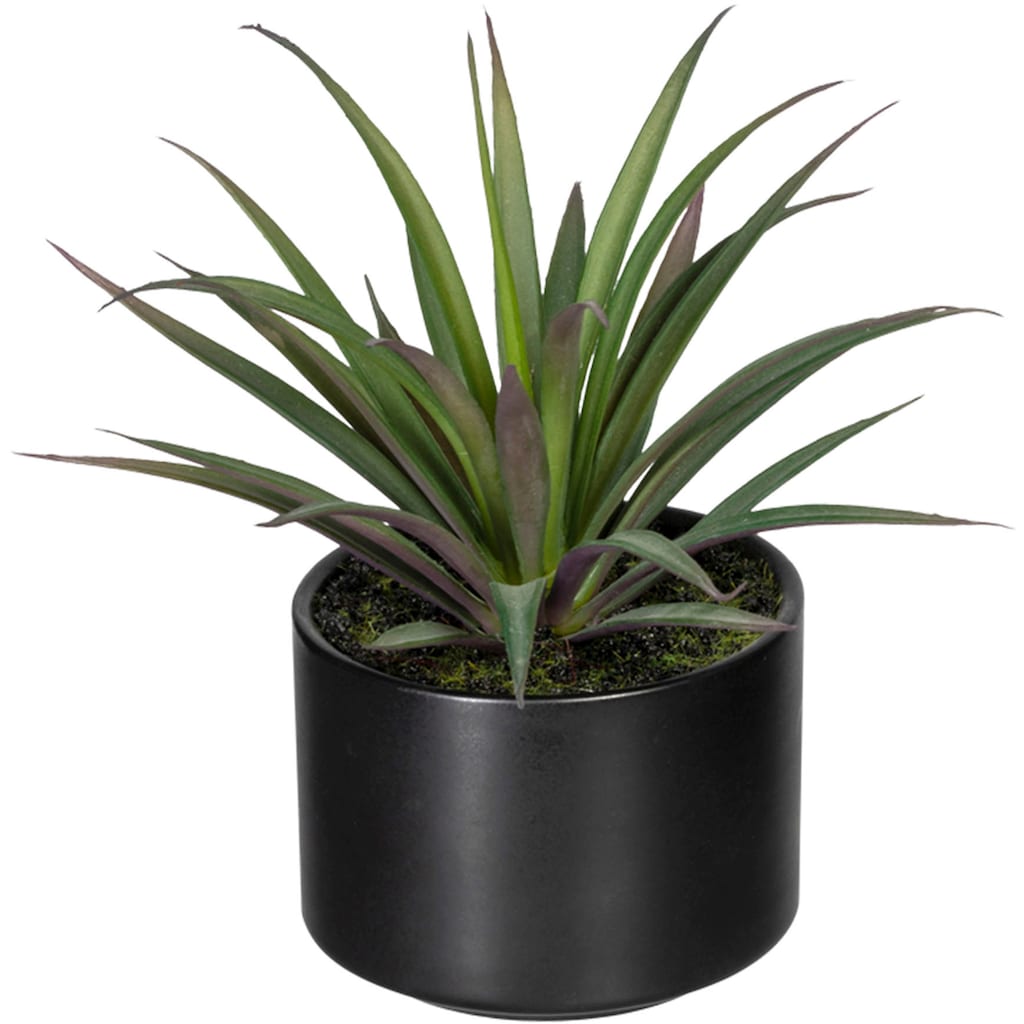 Creativ green Künstliche Zimmerpflanze »Set aus Aloe, Agave und Tillandsie«