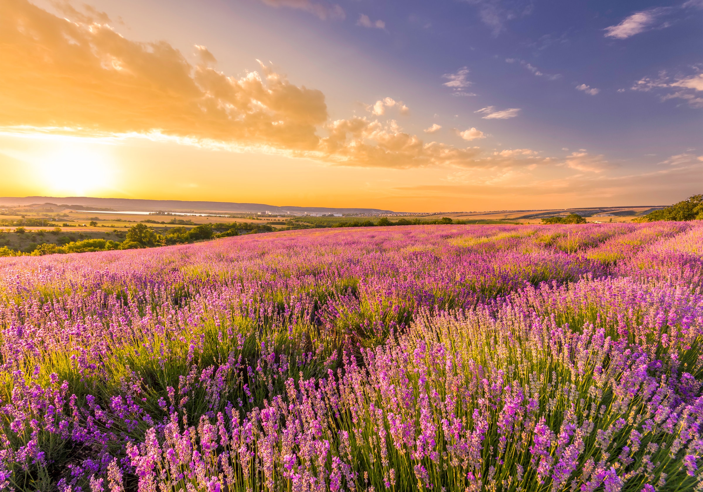 Papermoon Fototapete »Lavender Field« glatt günstig online kaufen