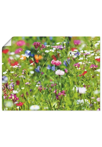 Artland Wandbild »Blumenwiese I«, Blumenwiese, (1 St.), in vielen Größen &... kaufen