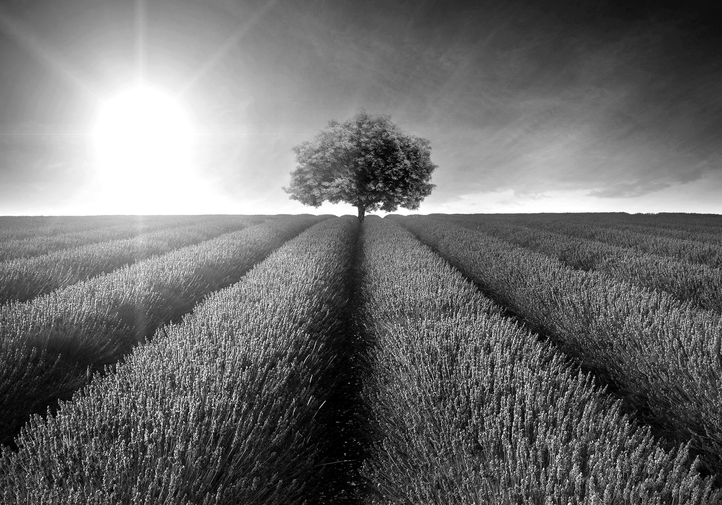 Papermoon Fototapete »Landschaft schwarz & weiß« günstig online kaufen