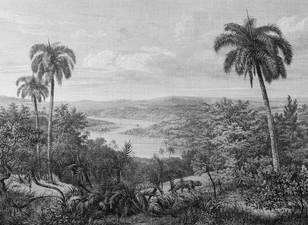 A.S. Création Vliestapete »Fototapete Tropenlandschaft Schwarz Weiß Palmen« günstig online kaufen