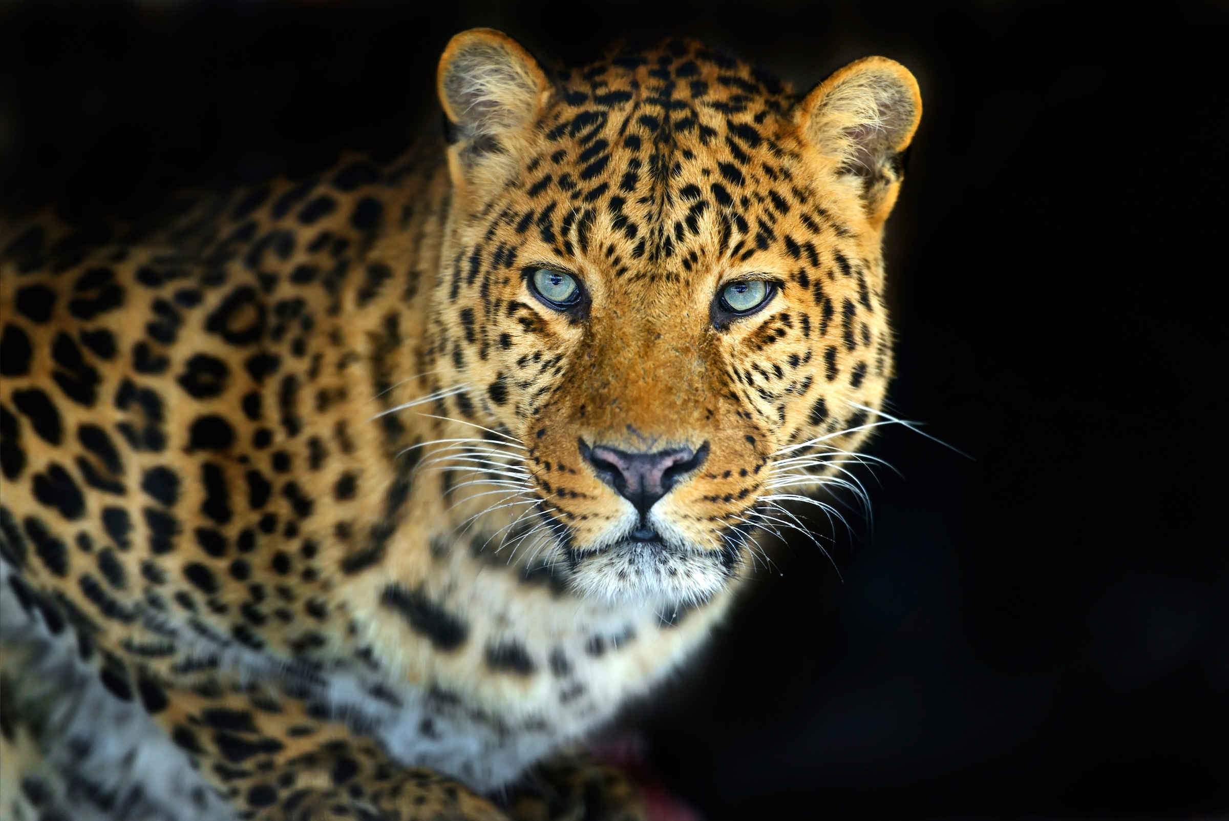 Papermoon Fototapete »LEOPARD-KATZE TIGER LÖWE PUMA JAGUAR WILD AFRIKA ASIE günstig online kaufen