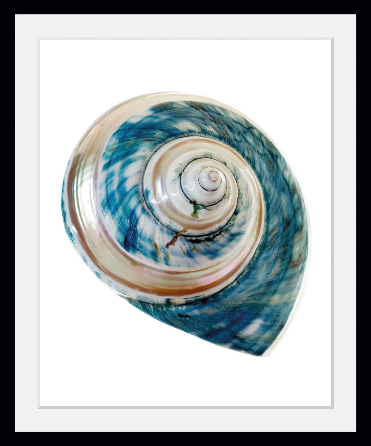 queence Bild »Lukas«, Meer-Wassertiere-Kunst, (1 St.), HD Premium Poster-Dr günstig online kaufen