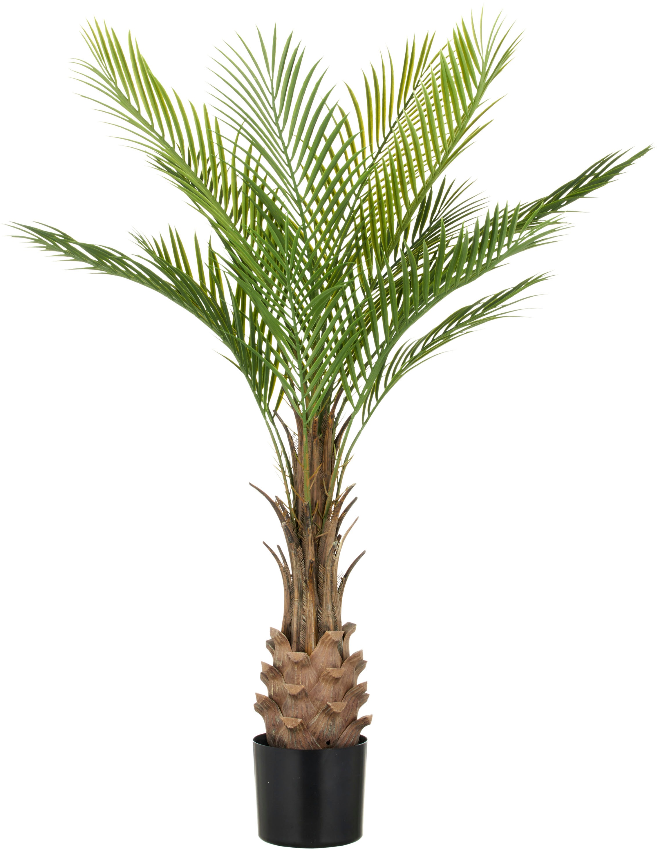 Creativ green Kunstpalme »Phönixpalme«, mit naturgetreuen Palmwedeln günstig online kaufen
