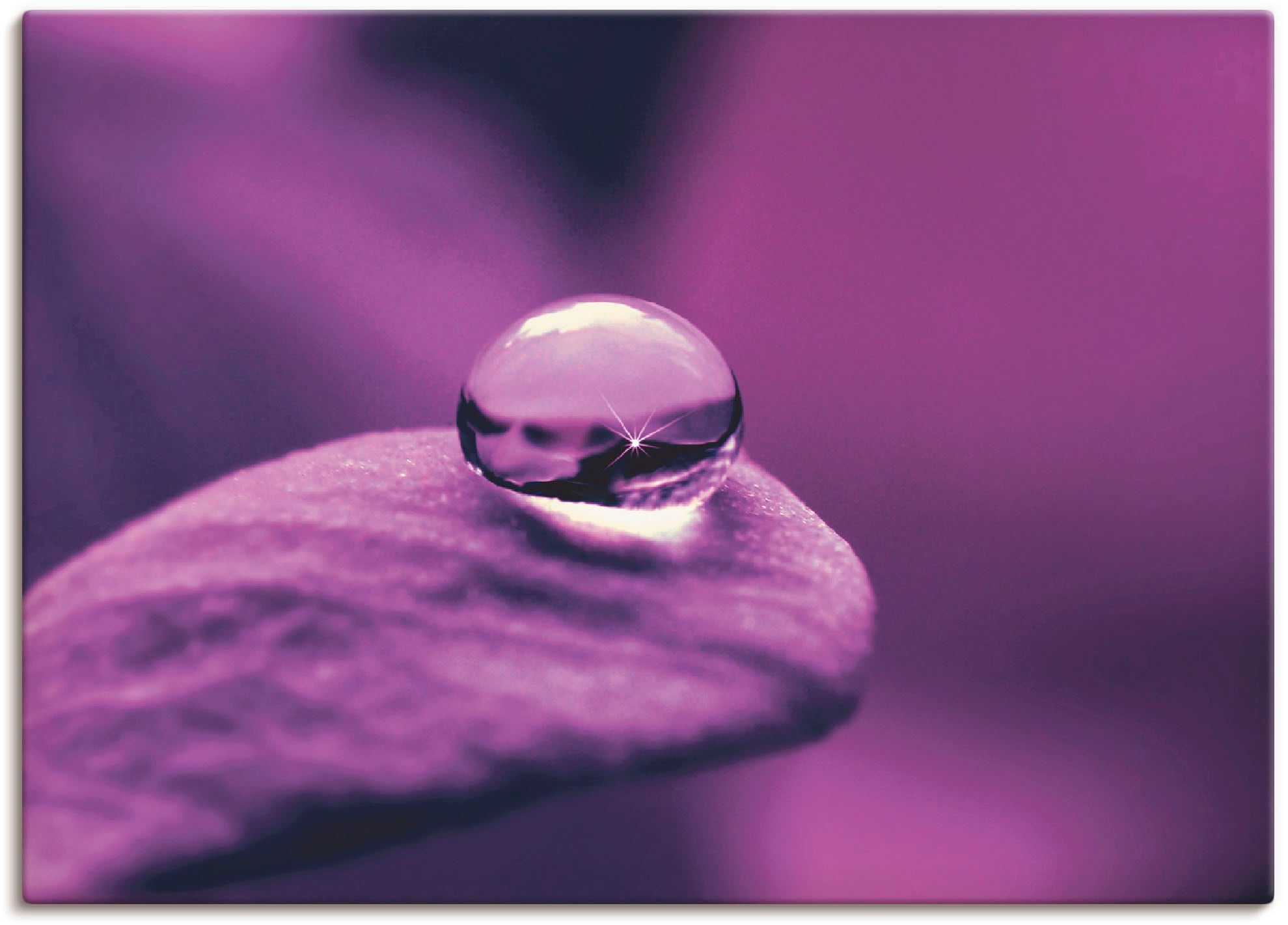 Artland Wandbild »Amethyst«, Blumen, (1 St.), als Leinwandbild, Poster, Wan günstig online kaufen