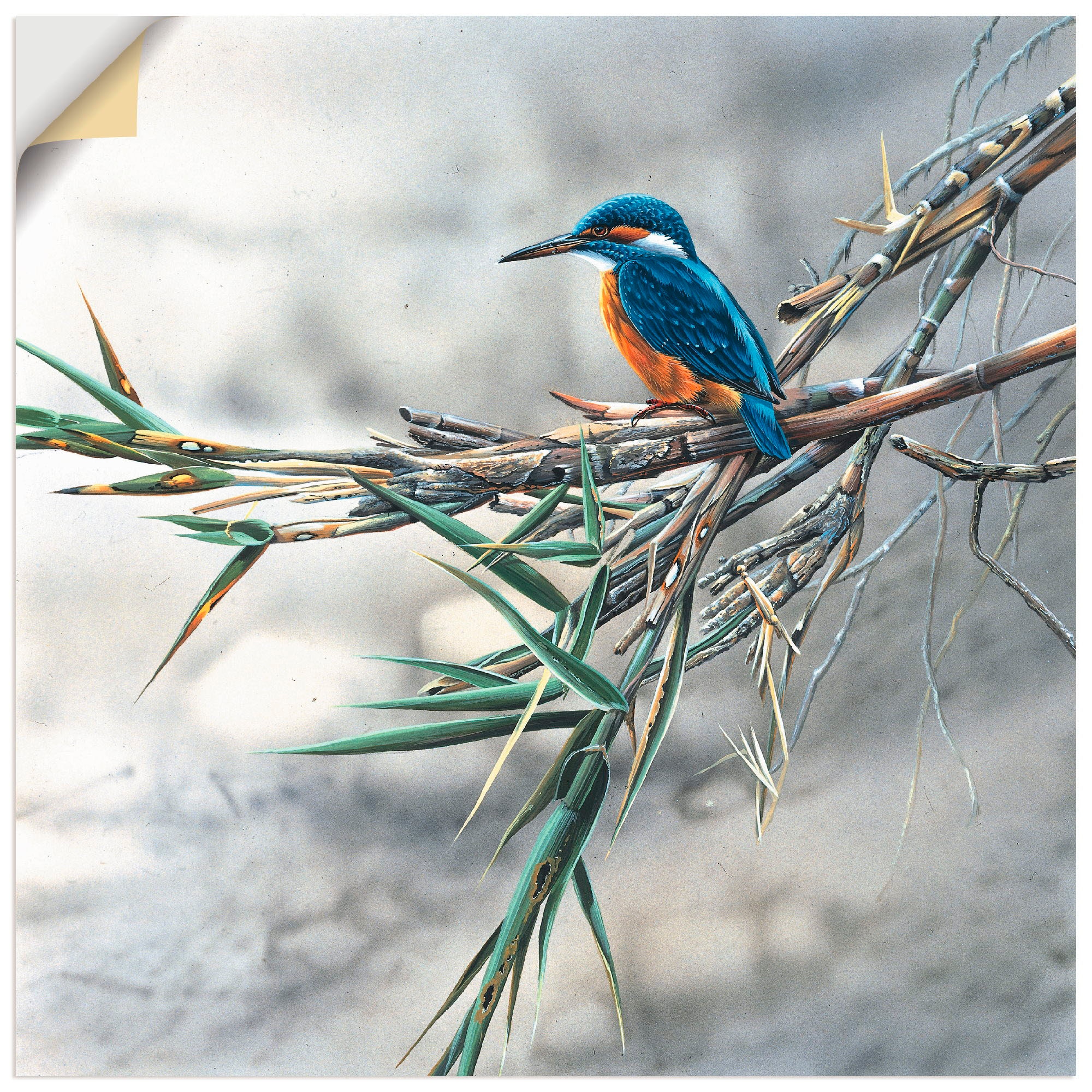 Artland Wandbild »Eisvogel I«, Vögel, (1 St.), als Leinwandbild, Poster, Wa günstig online kaufen