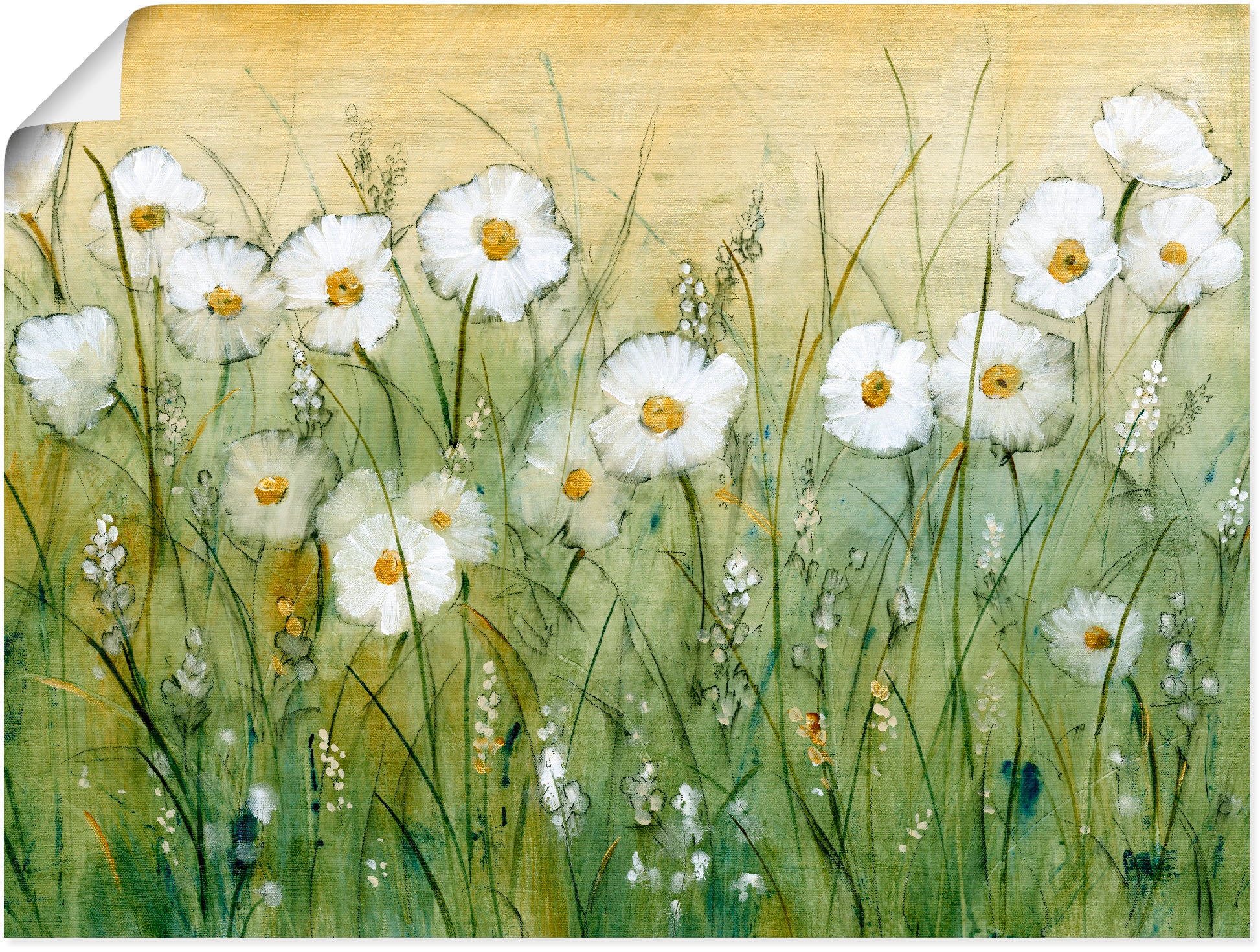 Artland Wandbild »Gänseblümchenfrühling II«, Blumen, (1 St.), als Alubild, günstig online kaufen