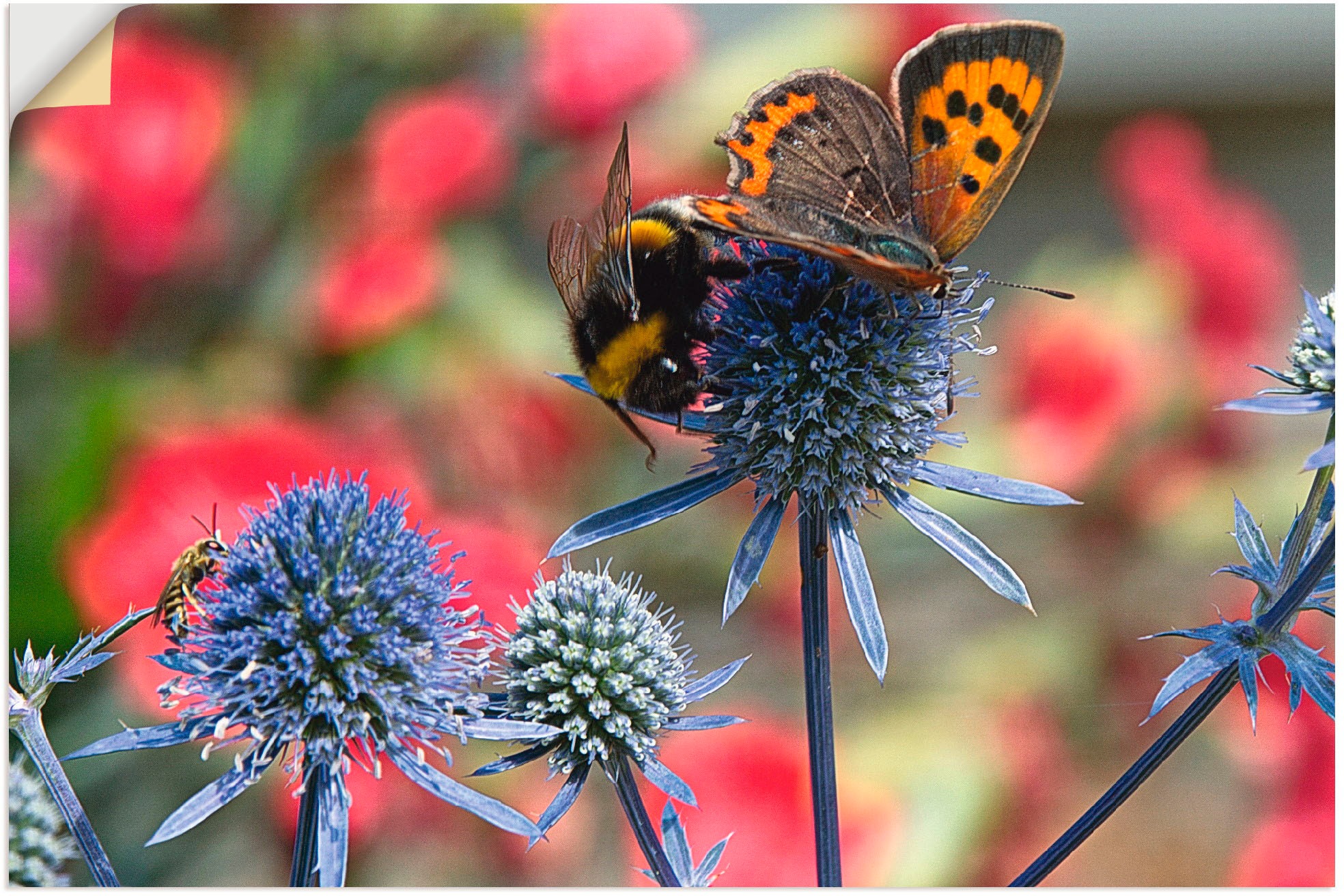 Artland Wandbild »Kleiner Feuerfalter und Hummel«, Insekten, (1 St.), als A günstig online kaufen