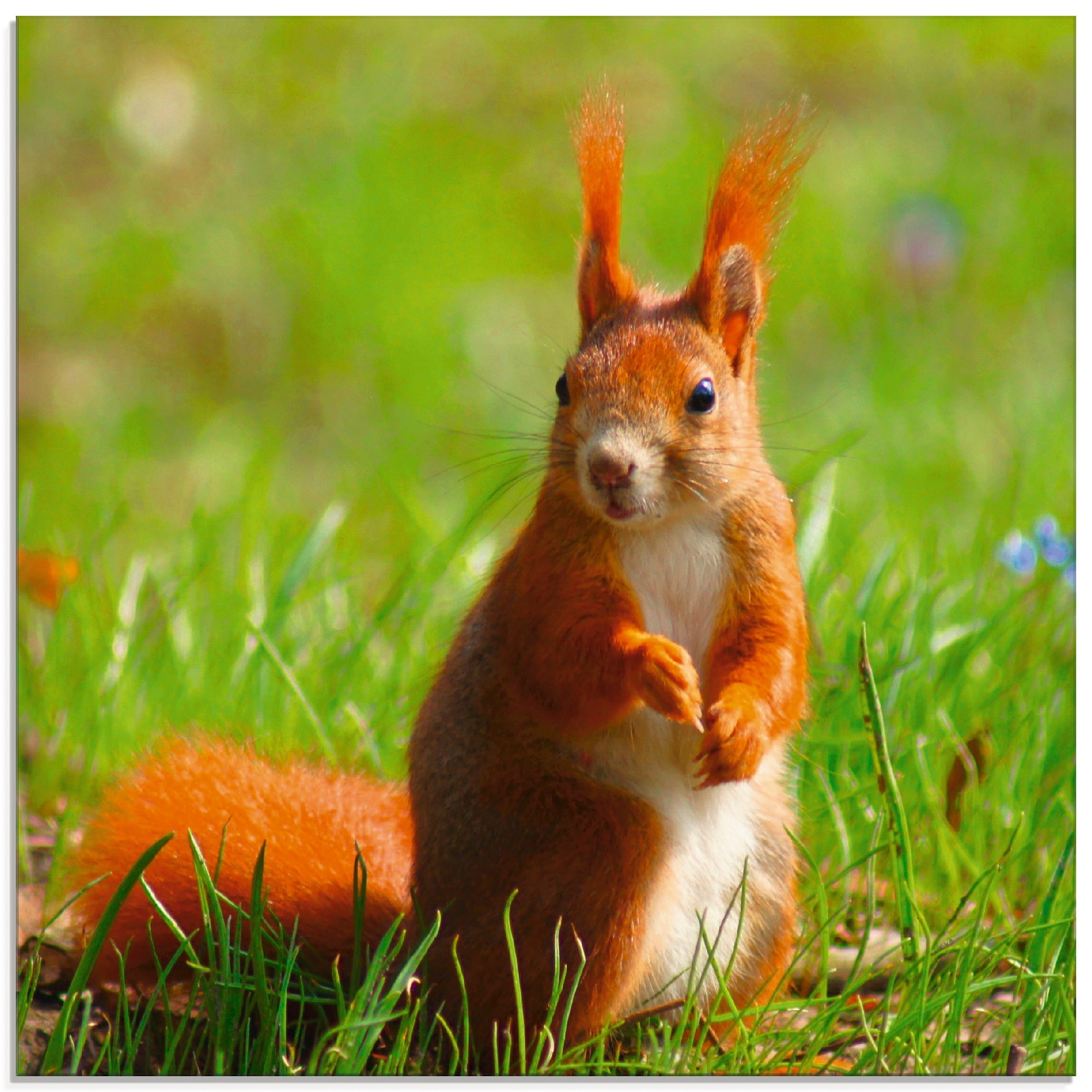 Artland Glasbild »Eichhörnchen Kontakt«, Wildtiere, (1 St.), in verschieden günstig online kaufen