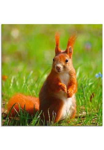 Artland Glasbild »Eichhörnchen Kontakt«, Wildtiere, (1 St.) kaufen