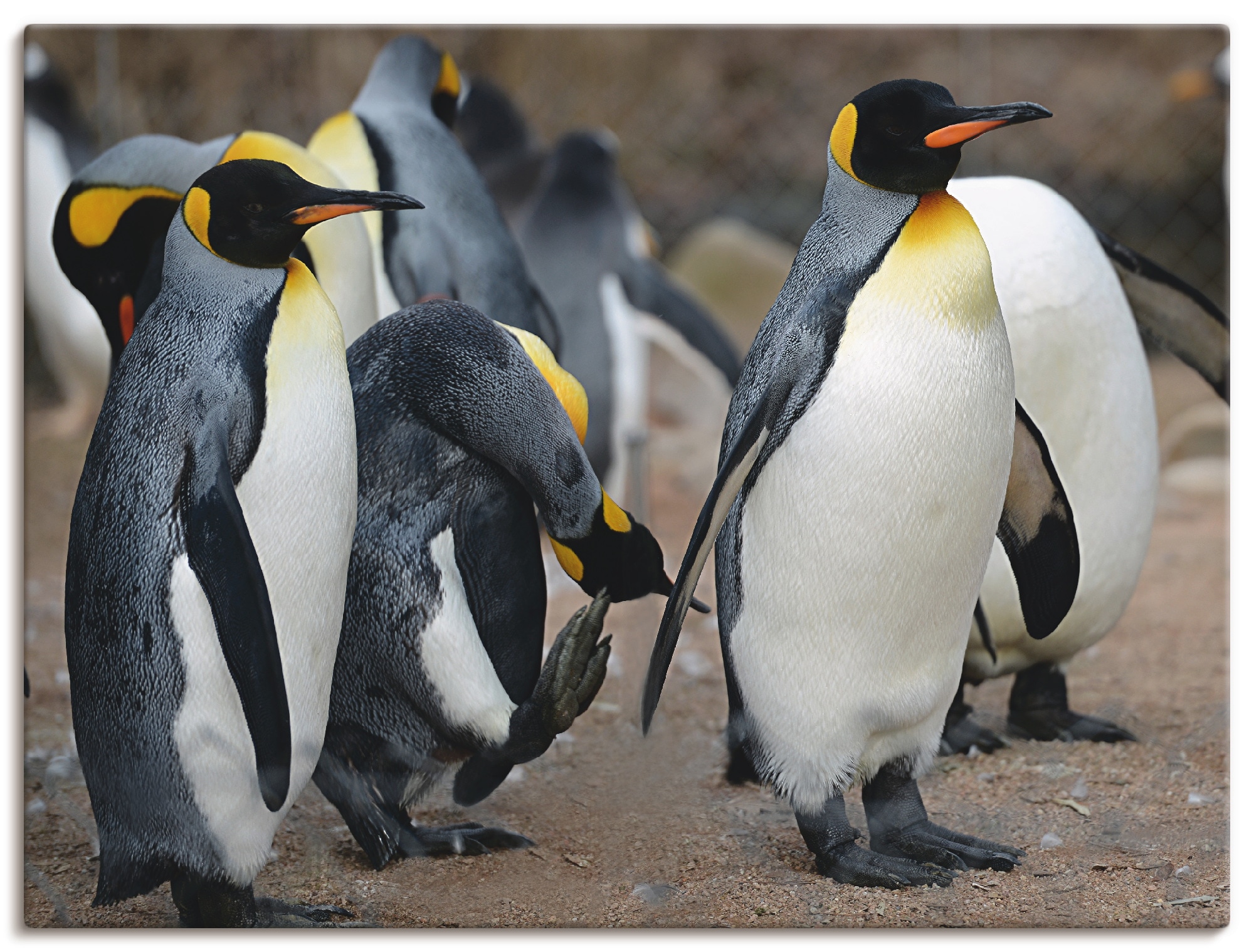 Artland Wandbild »Königspinguin«, Vögel, (1 St.), als Leinwandbild, Wandauf günstig online kaufen