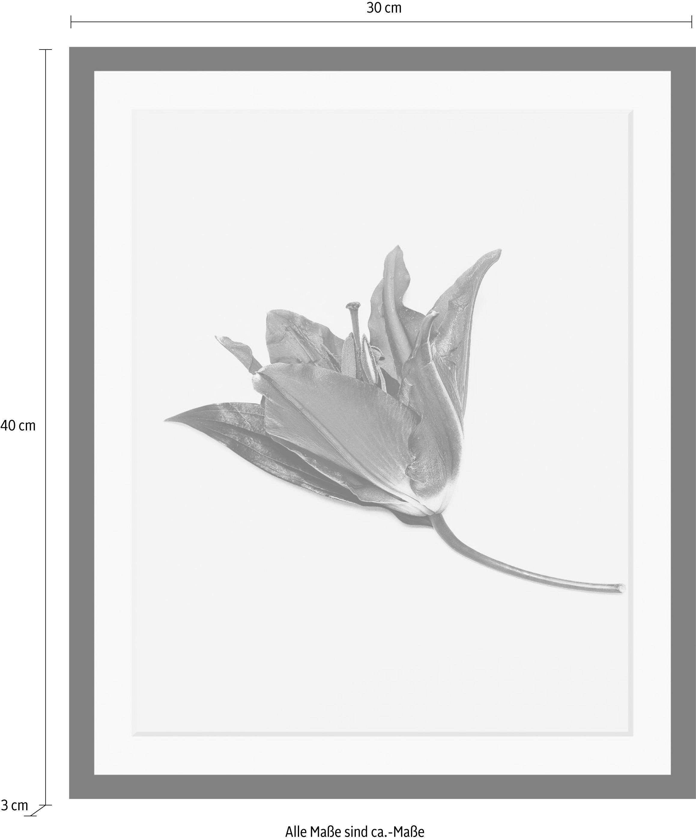 queence Bild »Blume«, Blumen-Blumenbilder-Pflanzen-Kunst, HD Premium Poster-Druck inkl. Holzrahmen