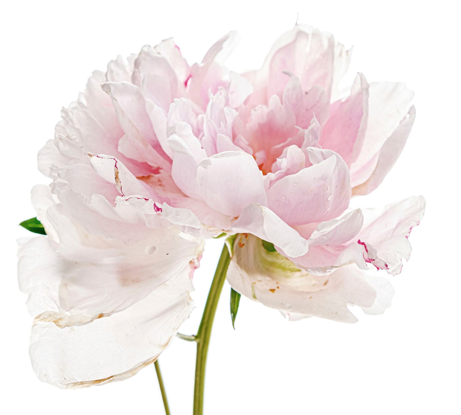 queence Wandtattoo »Annalena« Wandbild, Sticker, rosa, Blume, Blüte, selbst günstig online kaufen