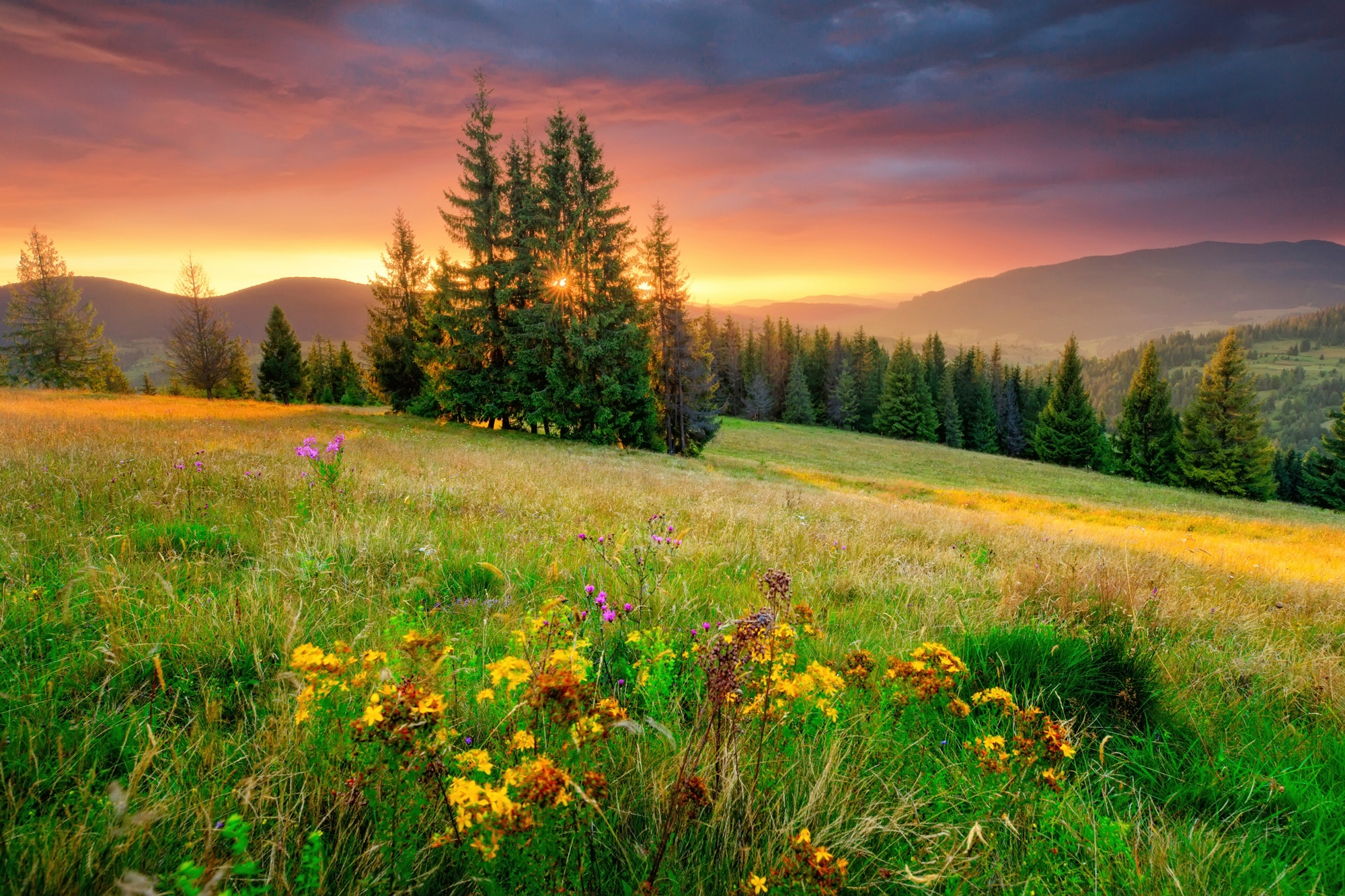 Papermoon Fototapete »BLUMEN-WIESE-GEBIRGE NATUR NEBEL GRÜN SONNE BERG HIMM günstig online kaufen