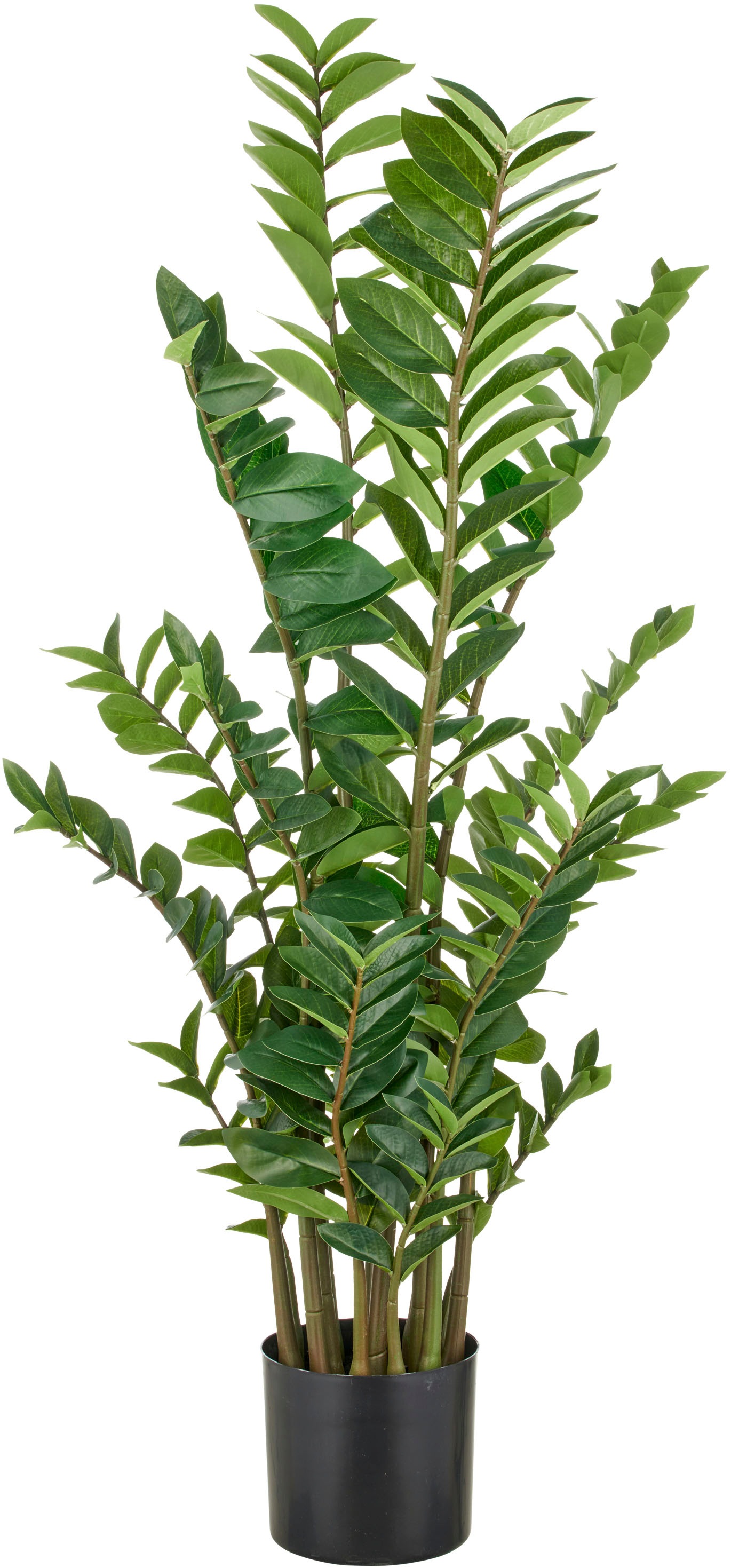 Creativ green Kunstpflanze »Zamifolia« mit detailgetreuer Gestaltung günstig online kaufen