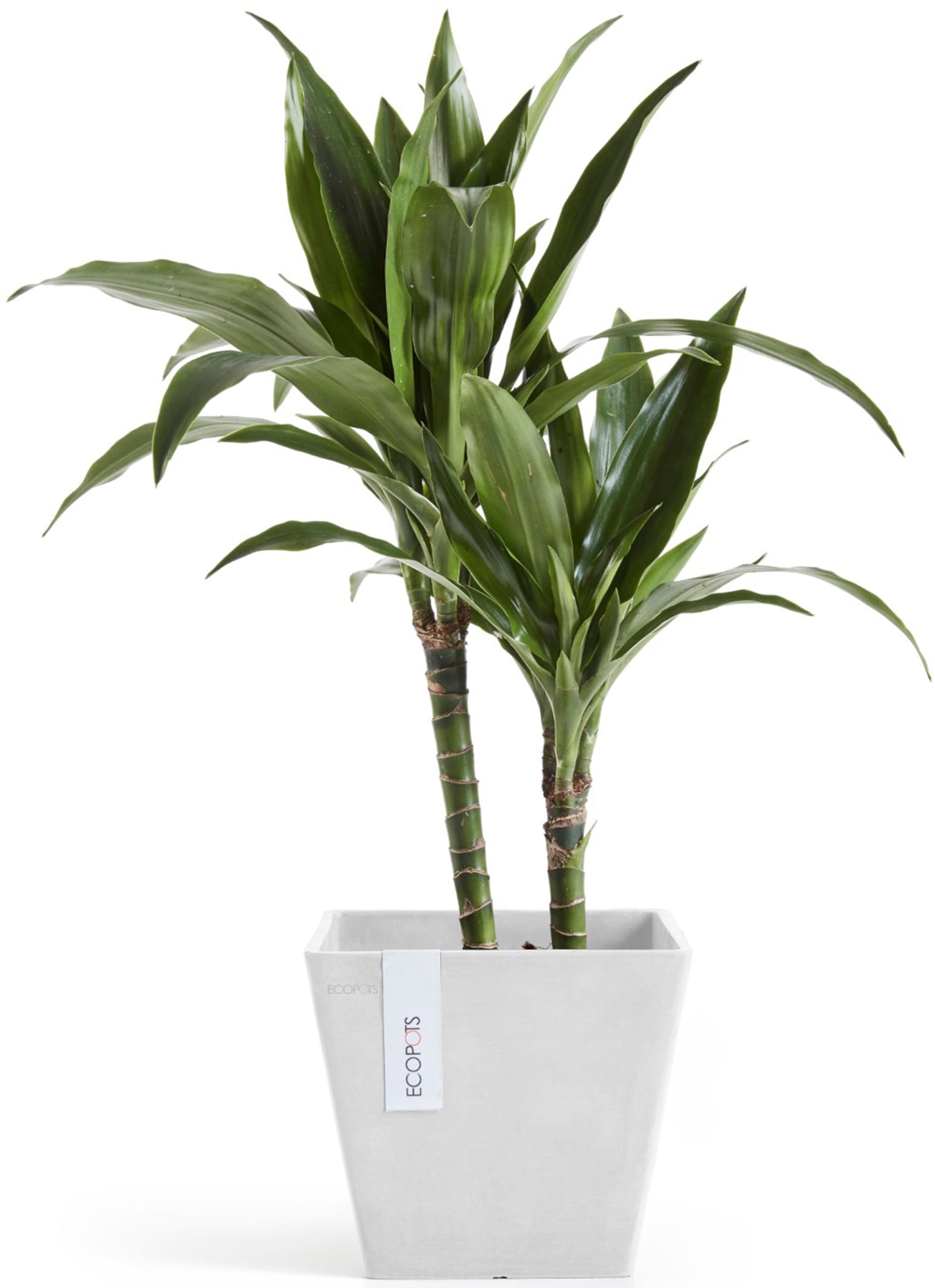 ECOPOTS Blumentopf »Rotterdam 20 Weiß« für innen und außen: frostsicher, bruchsicher und lichtbeständig