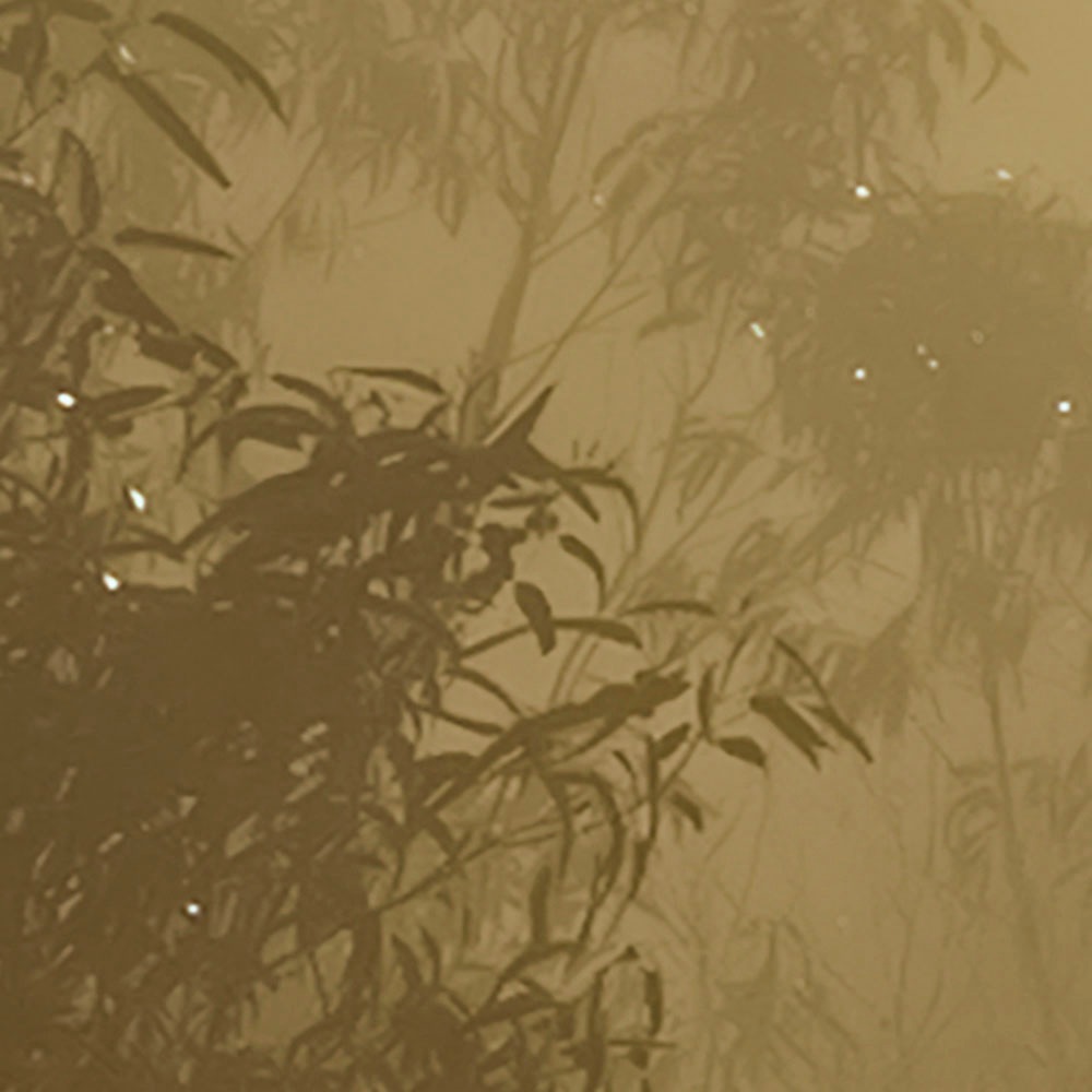 Komar Fototapete »Digitaldruck Vlies - Foggy Sunshine - Größe 400 x 250 cm«, bedruckt, Wohnzimmer, Schlafzimmer