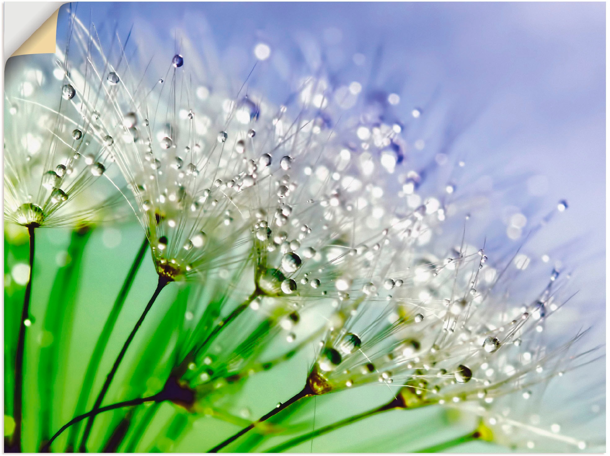 Artland Wandbild »Glitzernde Pusteblume III«, Blumen, (1 St.), als Leinwandbild, Poster, Wandaufkleber in verschied. Größen