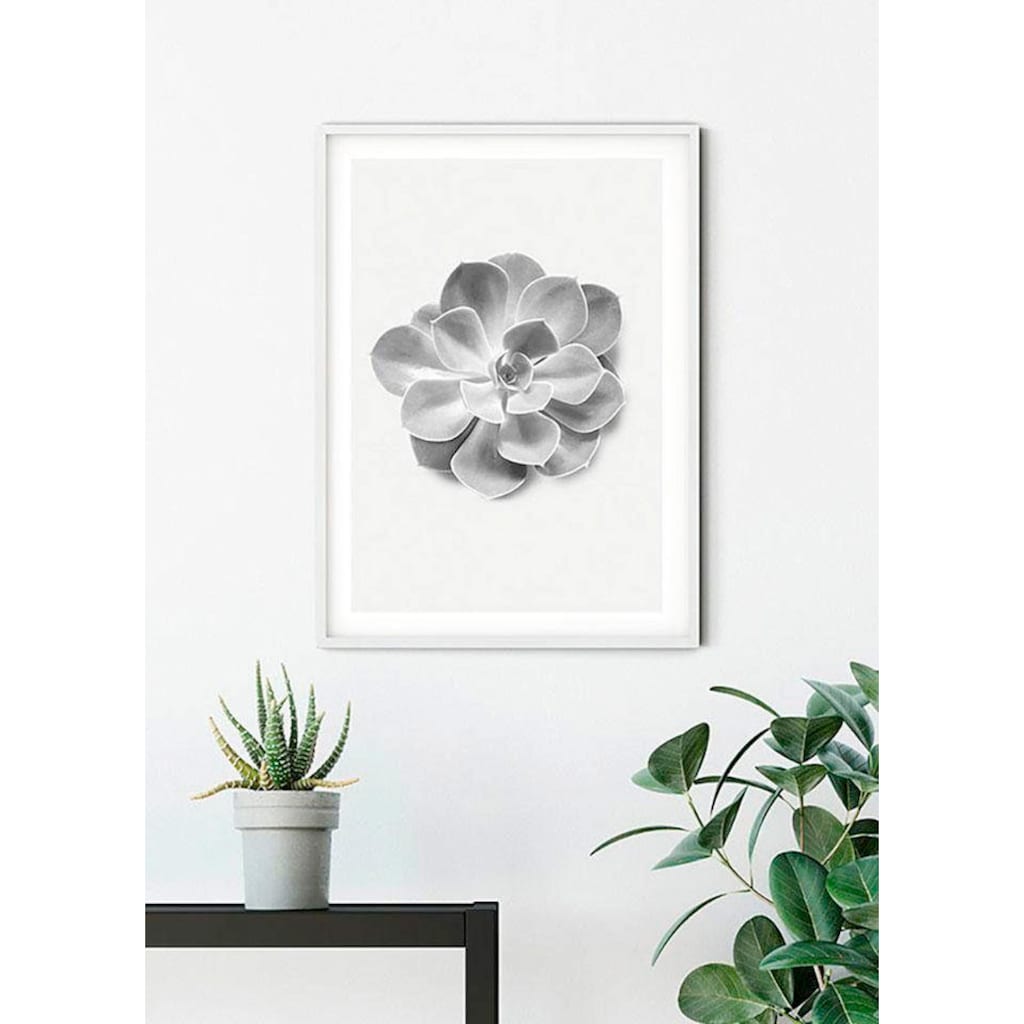 Komar Poster »Succulent Aeonium«, Pflanzen-Blätter, (1 St.)