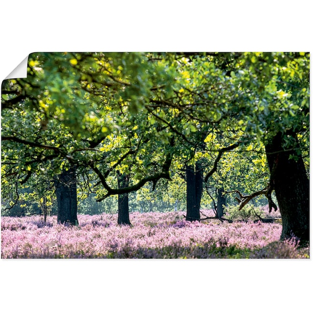 Artland Wandbild »Lüneburger Heide«, Wiesen & Baumbilder, (1 St.), als  Alubild, Leinwandbild, Wandaufkleber oder Poster in versch. Größen auf  Rechnung kaufen
