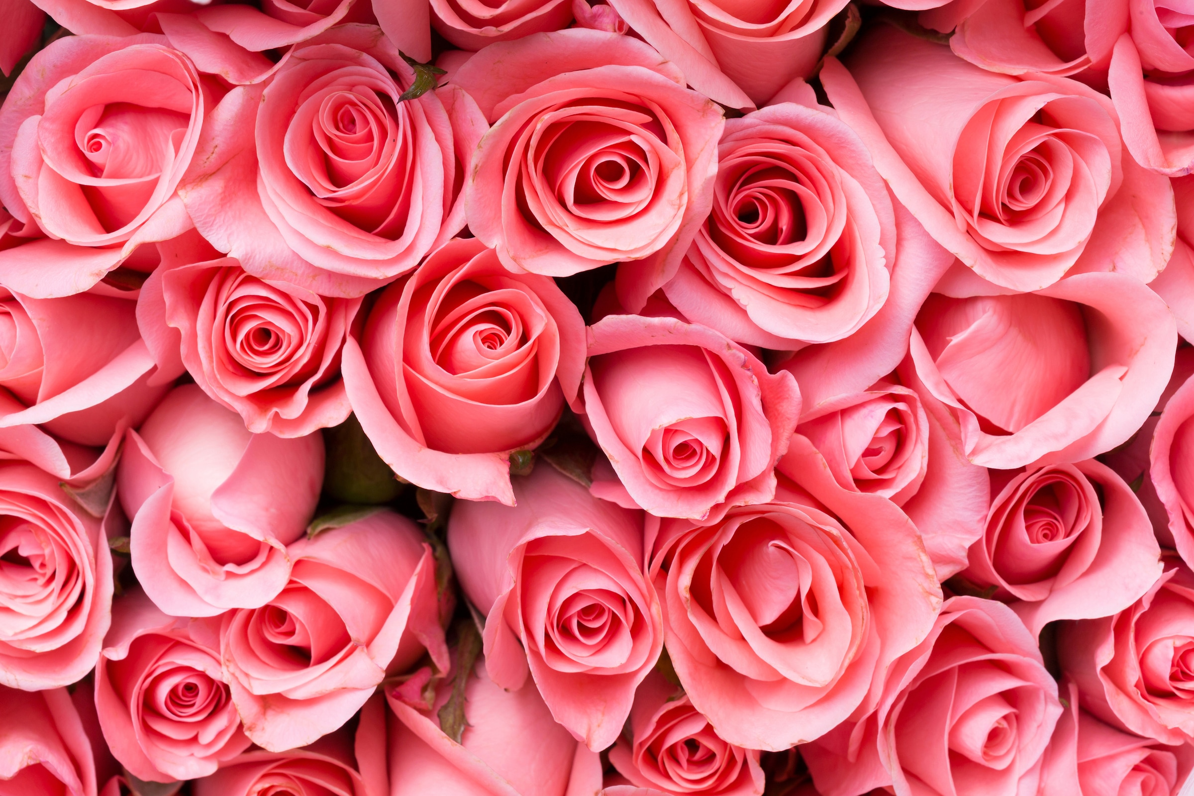 Papermoon Fototapete »Pink Rose Flowers« glatt günstig online kaufen