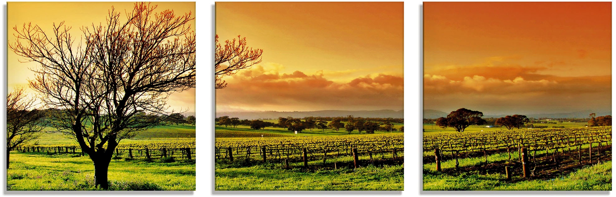 Artland Glasbild »Landschaft mit Weinbergen«, Felder, (3 St.), in verschied günstig online kaufen