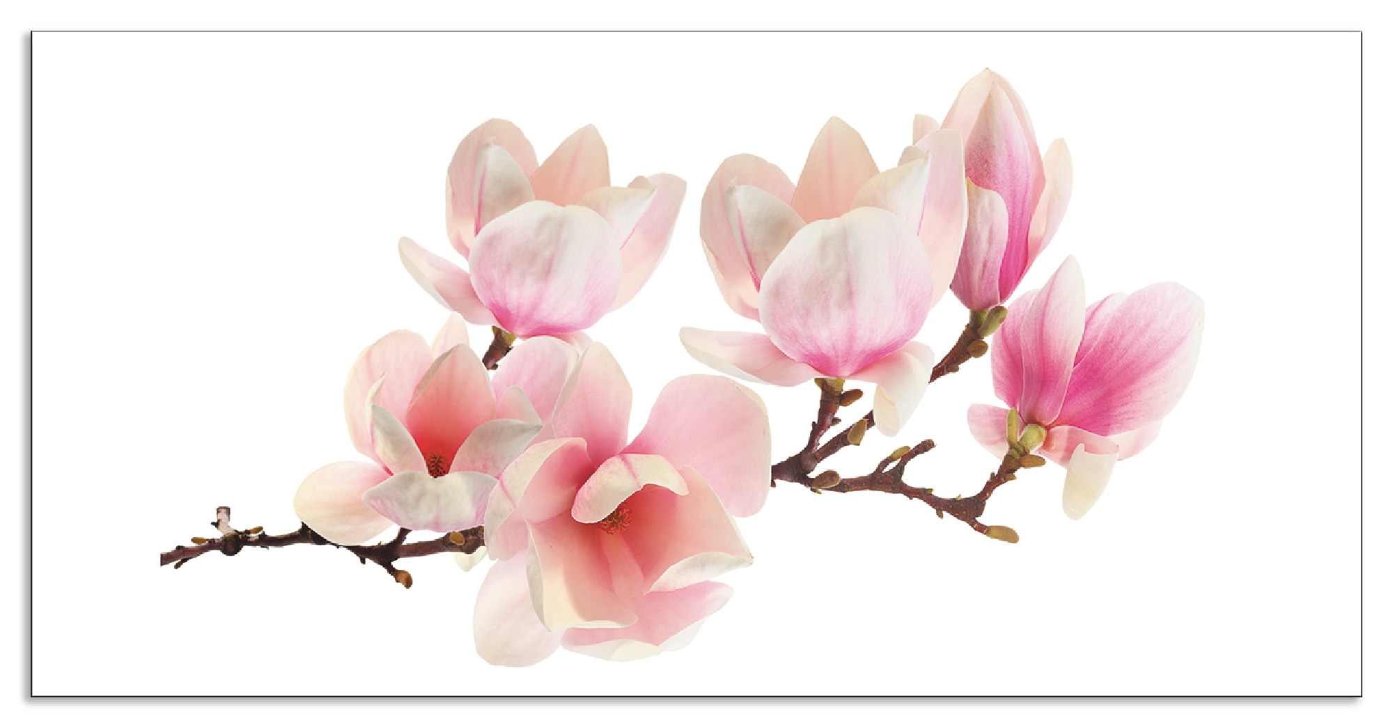 Artland Küchenrückwand »Magnolie«, (1 tlg.), Alu Spritzschutz mit Klebeband günstig online kaufen