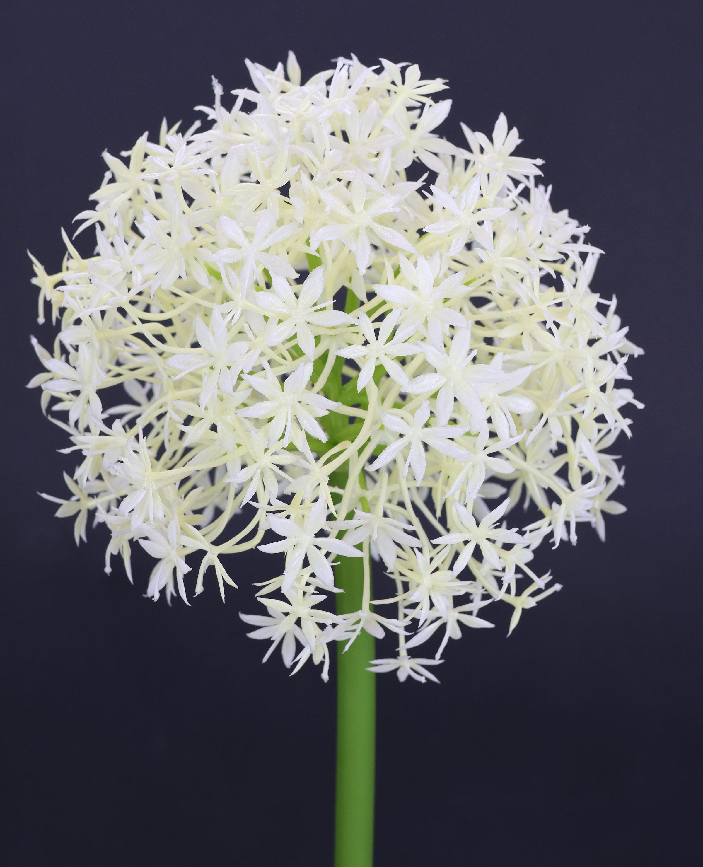 I.GE.A. Kunstblume »Allium Zierlauch«, Stielblume künstliche Blumen, 2er Set