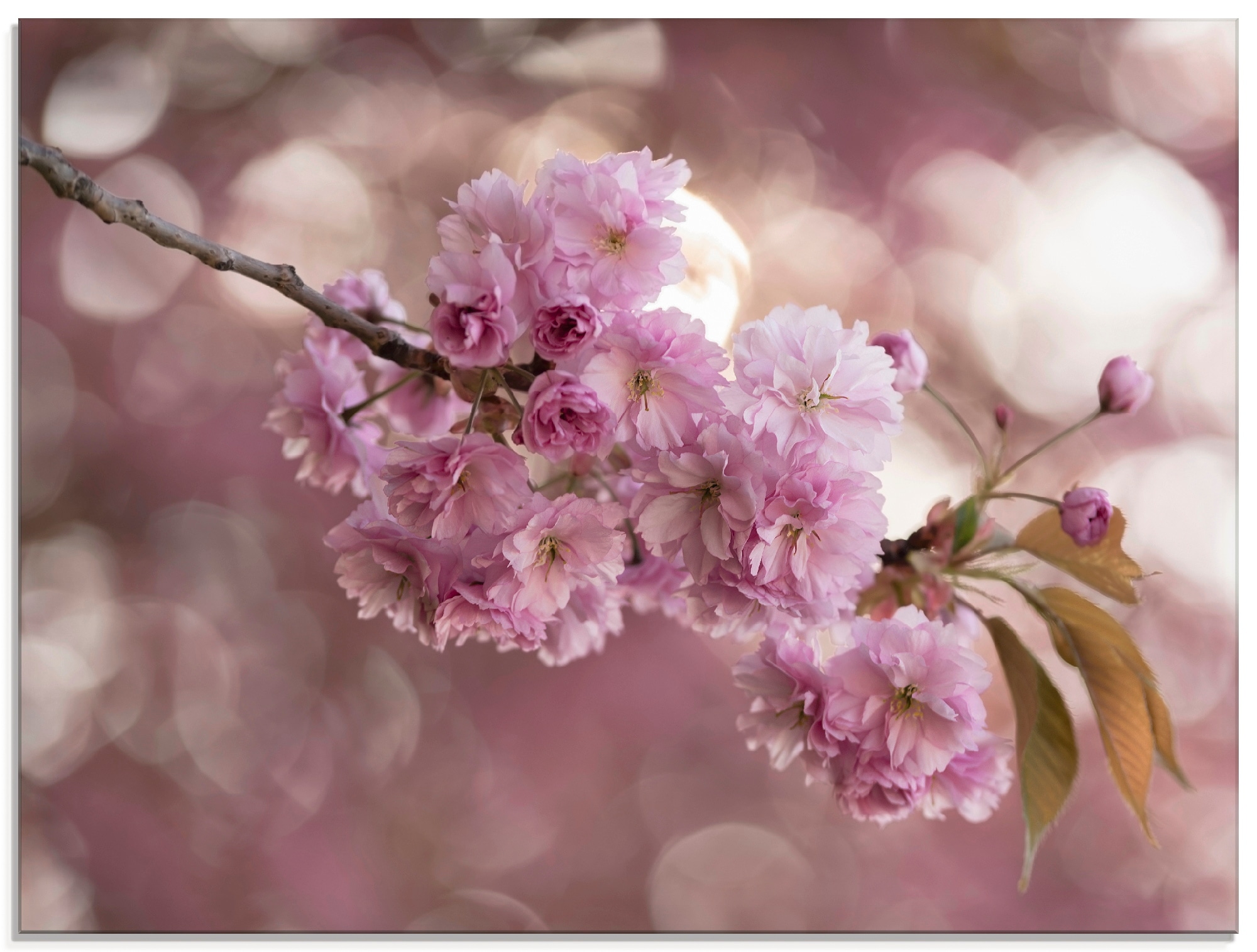 Artland Glasbild »Japanische Kirschblüte in Love III«, Blumen, (1 St.), in verschiedenen  Größen auf Rechnung bestellen