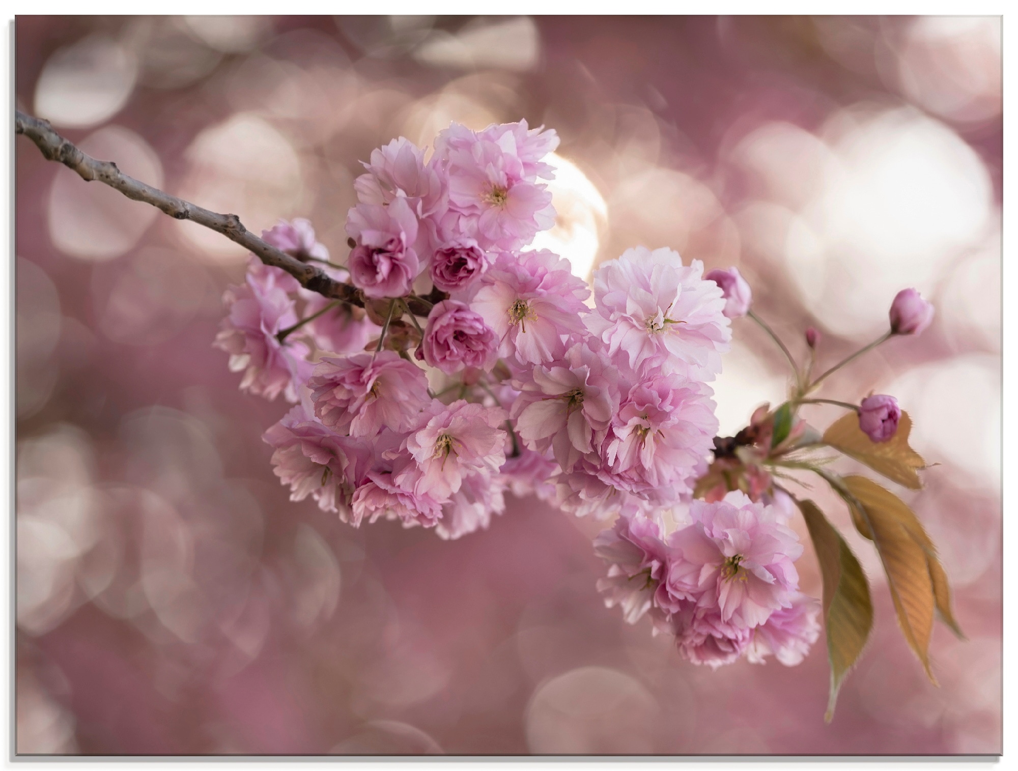 bestellen »Japanische auf Love Kirschblüte St.), in Größen (1 verschiedenen III«, Artland Blumen, Glasbild Rechnung in