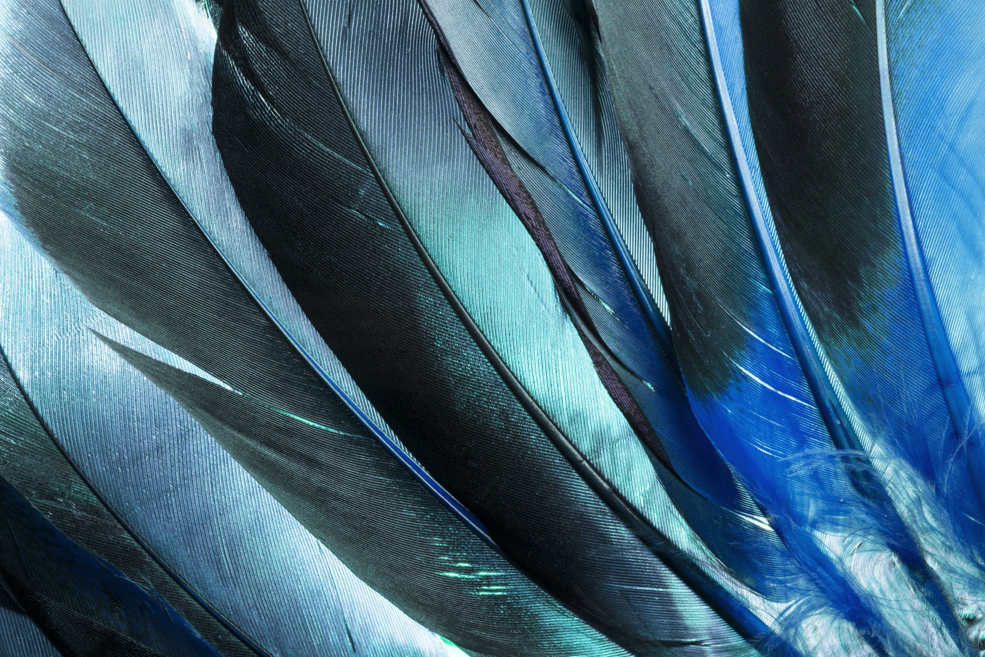 queence Leinwandbild »Feathers« Federn 1 Stk. tlg. mit sehr guten Schallabs günstig online kaufen