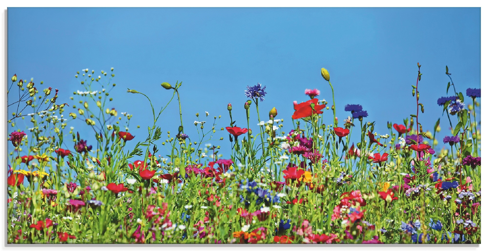 Artland Glasbild "Blumenwiese II", Blumenwiese, (1 St.), in verschiedenen G günstig online kaufen