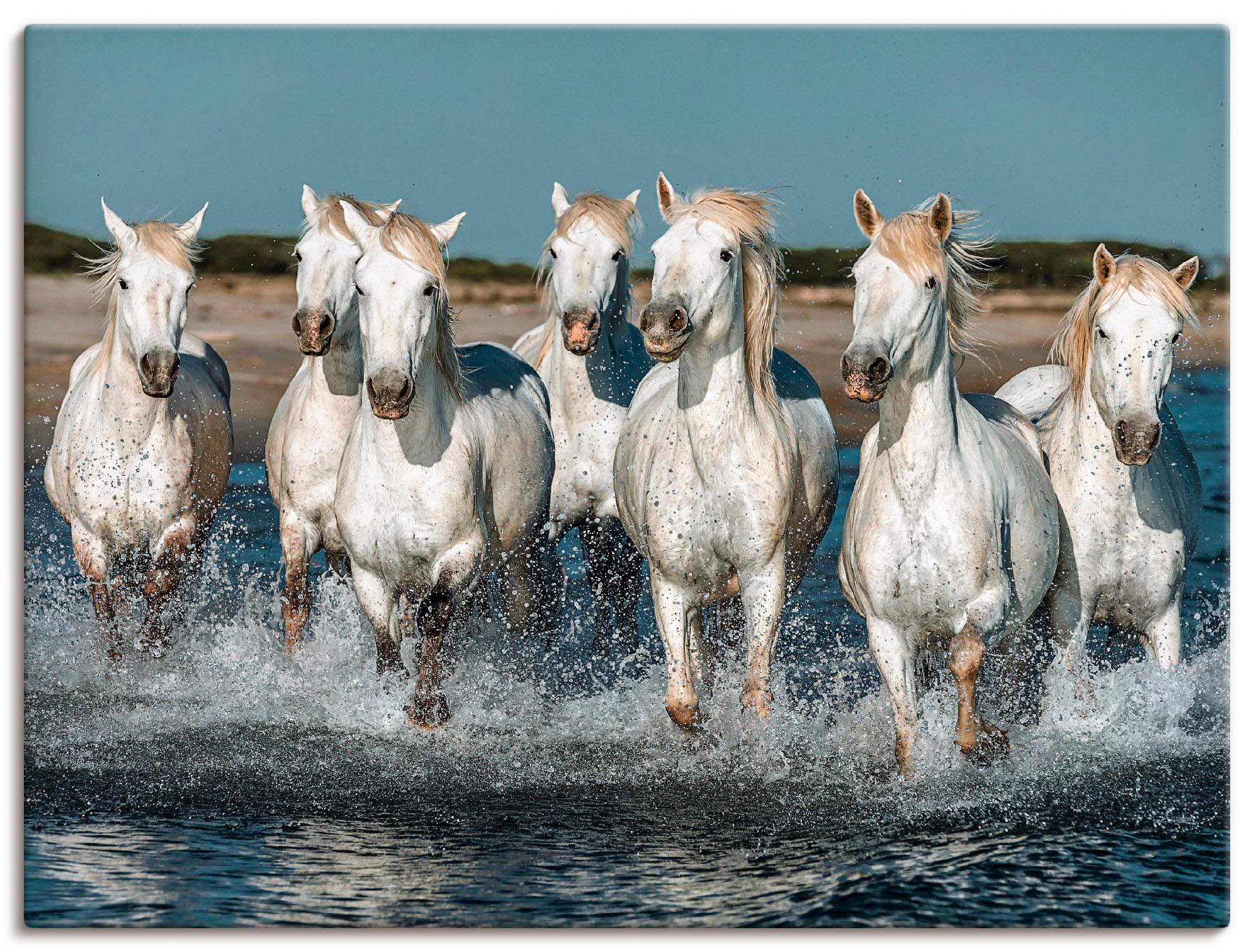 Artland Wandbild »Camargue Pferde galoppieren am Strand«, Haustiere, (1 St. günstig online kaufen